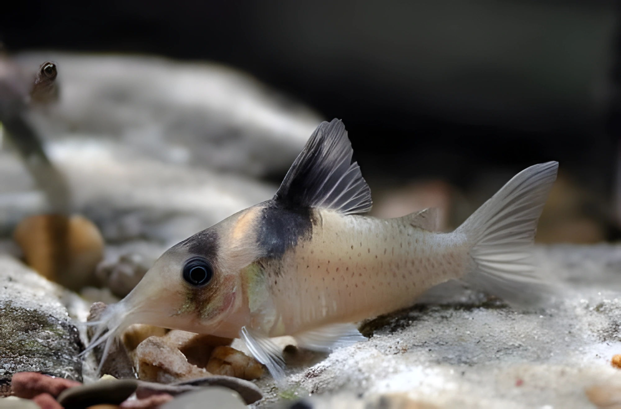 Fotografía del pez de acuario Corydoras de Amanda Jane
