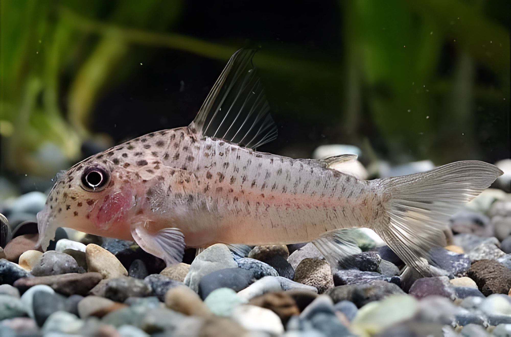 Fotografía del pez de acuario Corydoras de franja blanca