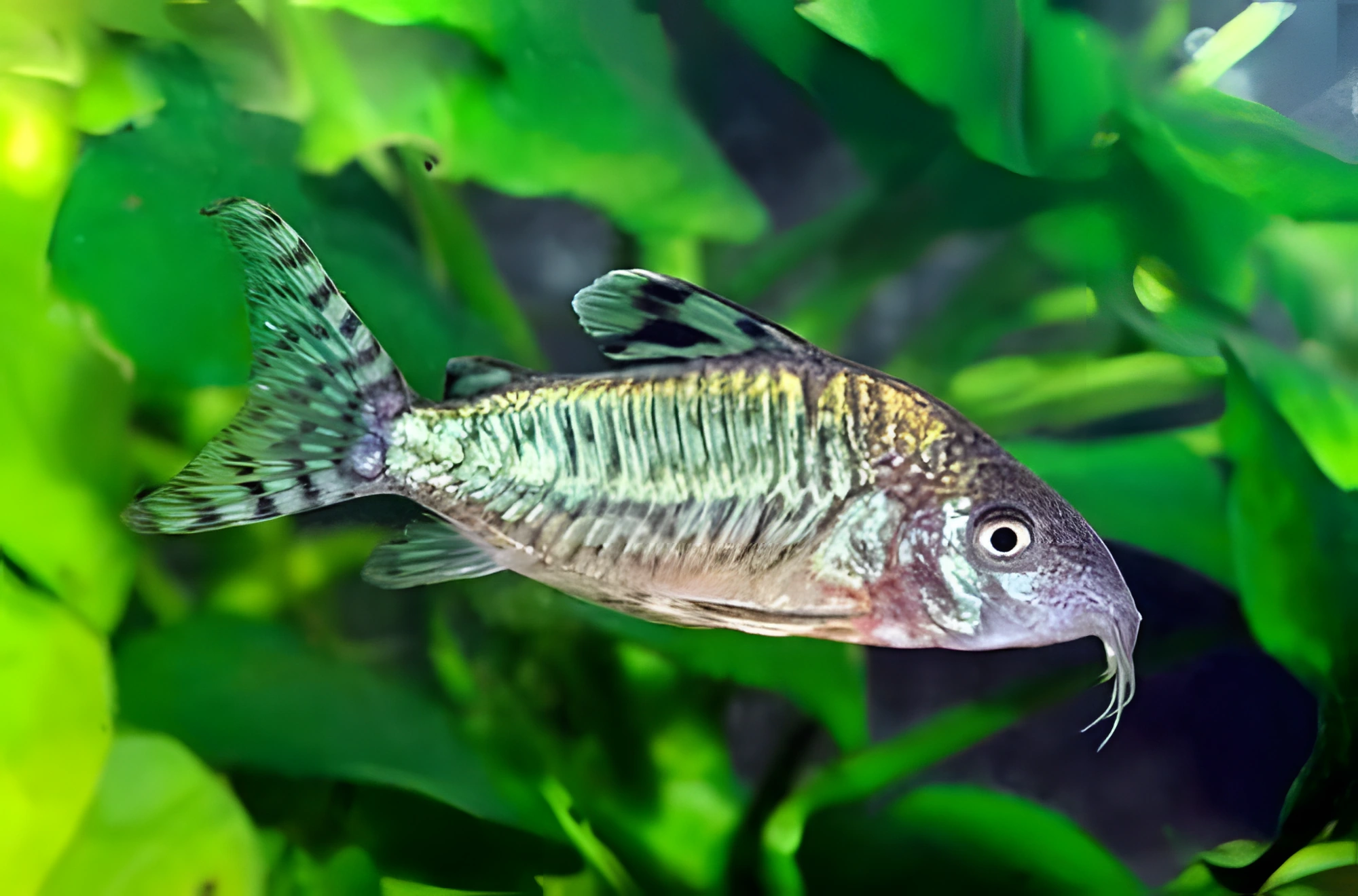 Fotografía del pez de acuario Corydoras boliviano