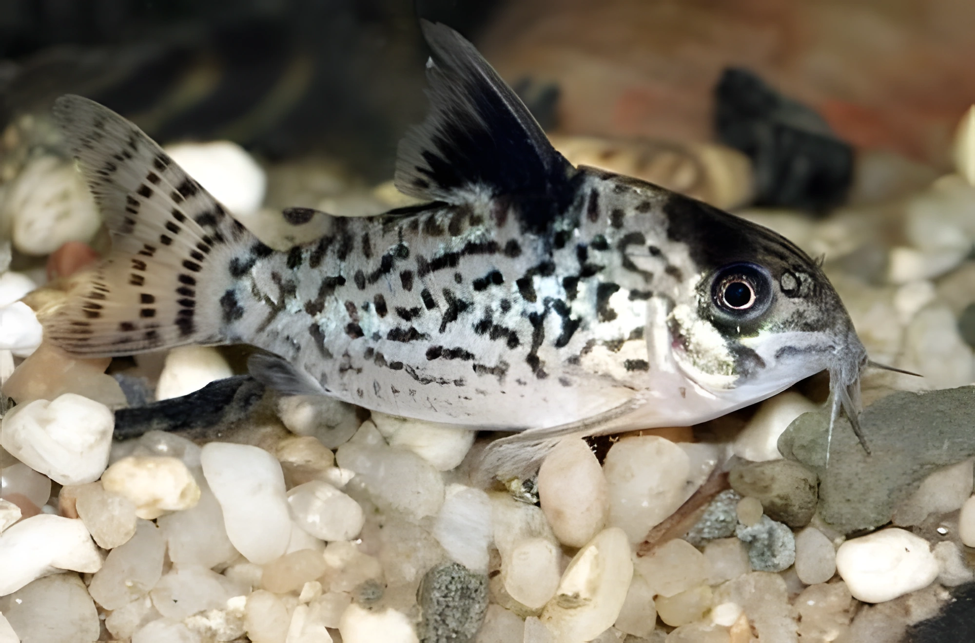 Fotografía del pez de acuario Corydoras blanquinegro