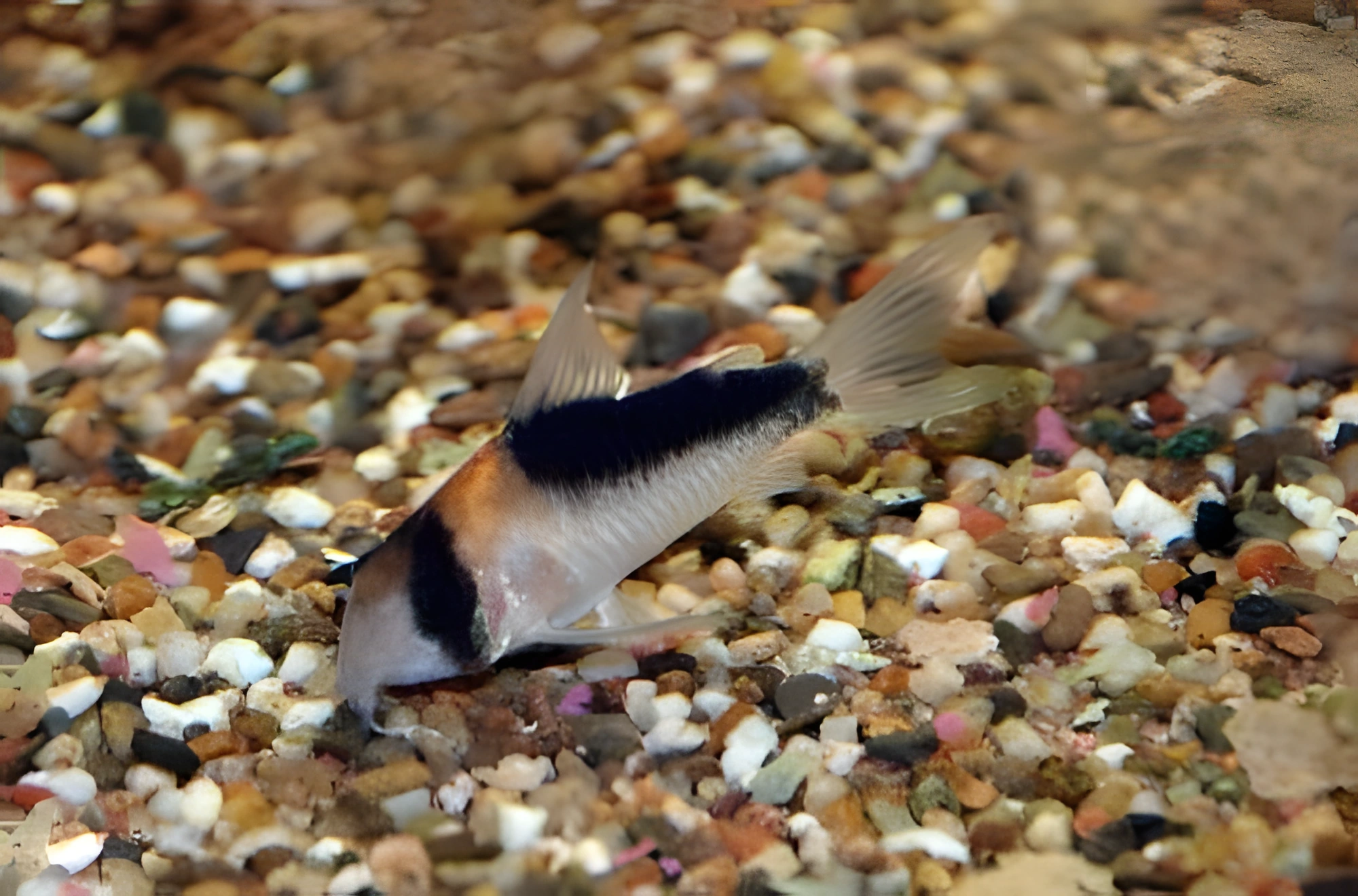 Fotografía del pez de acuario Corydoras duplicareus