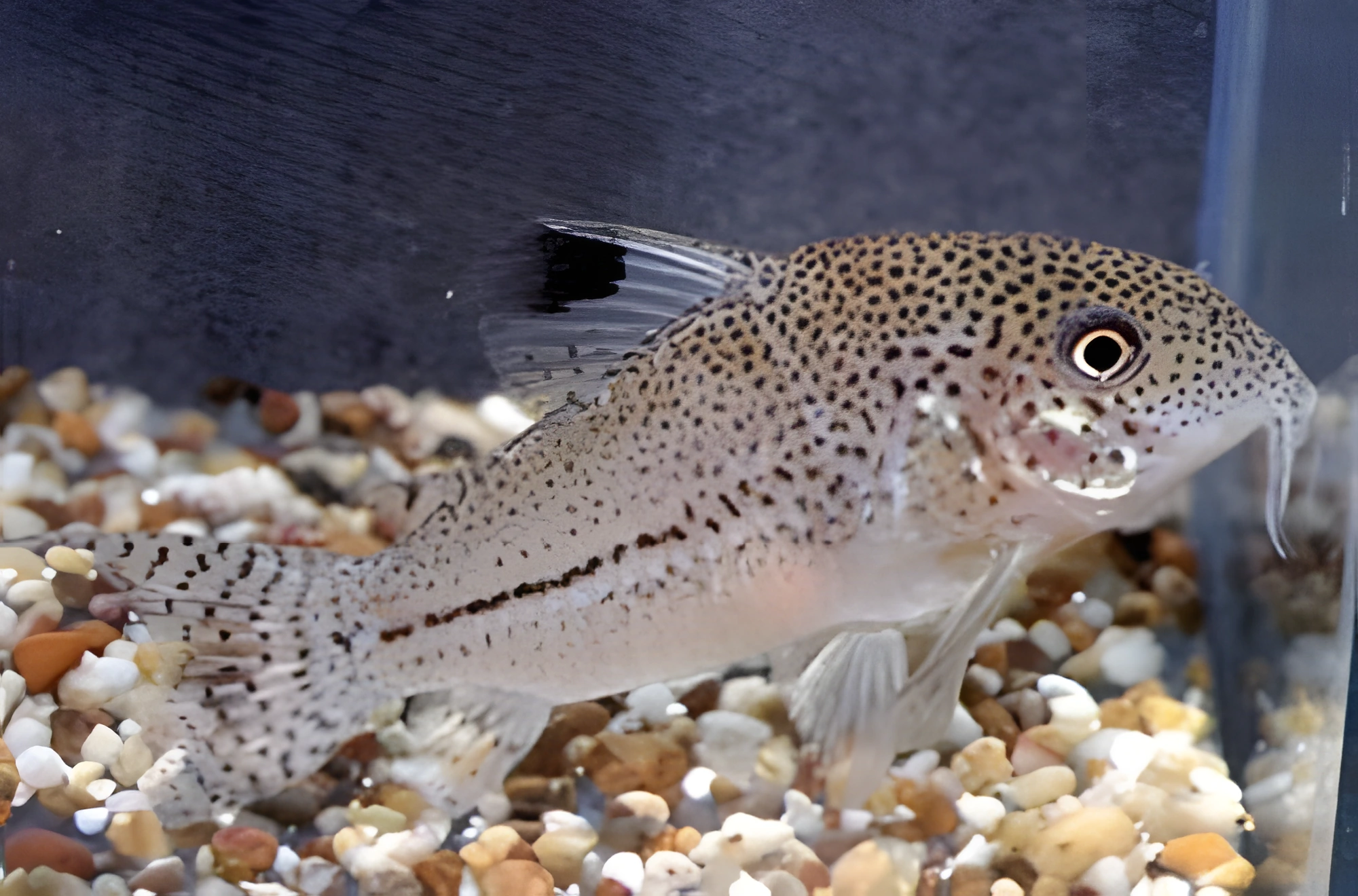 Fotografía del pez de acuario Corydoras julii