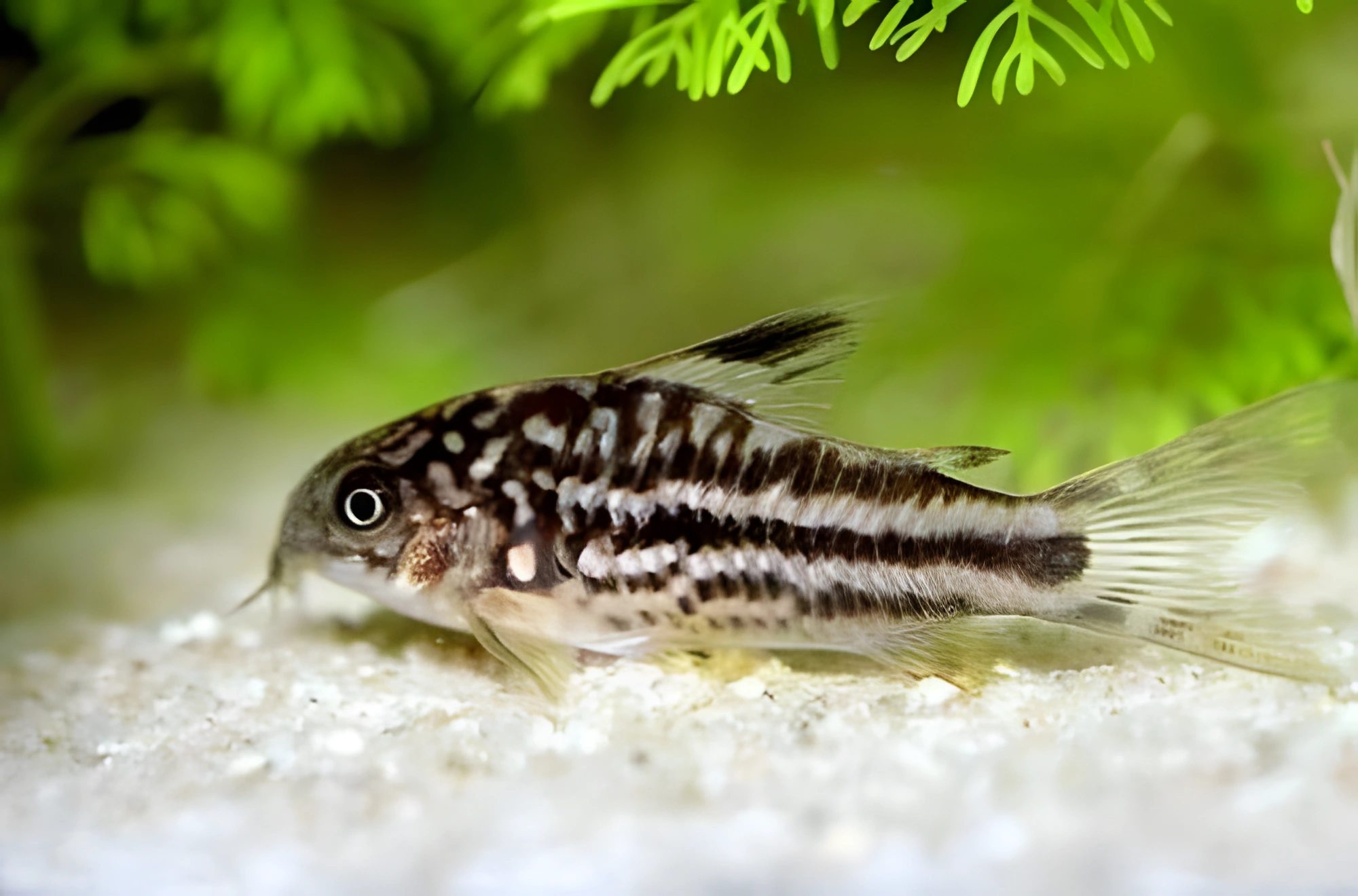 Fotografía del pez de acuario Corydoras elegante