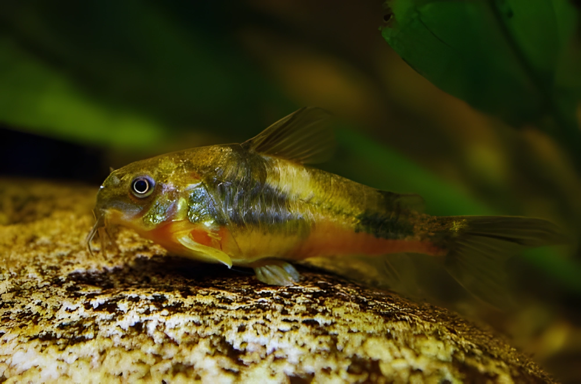 Fotografía del pez de acuario Coridora de Ehrhardt
