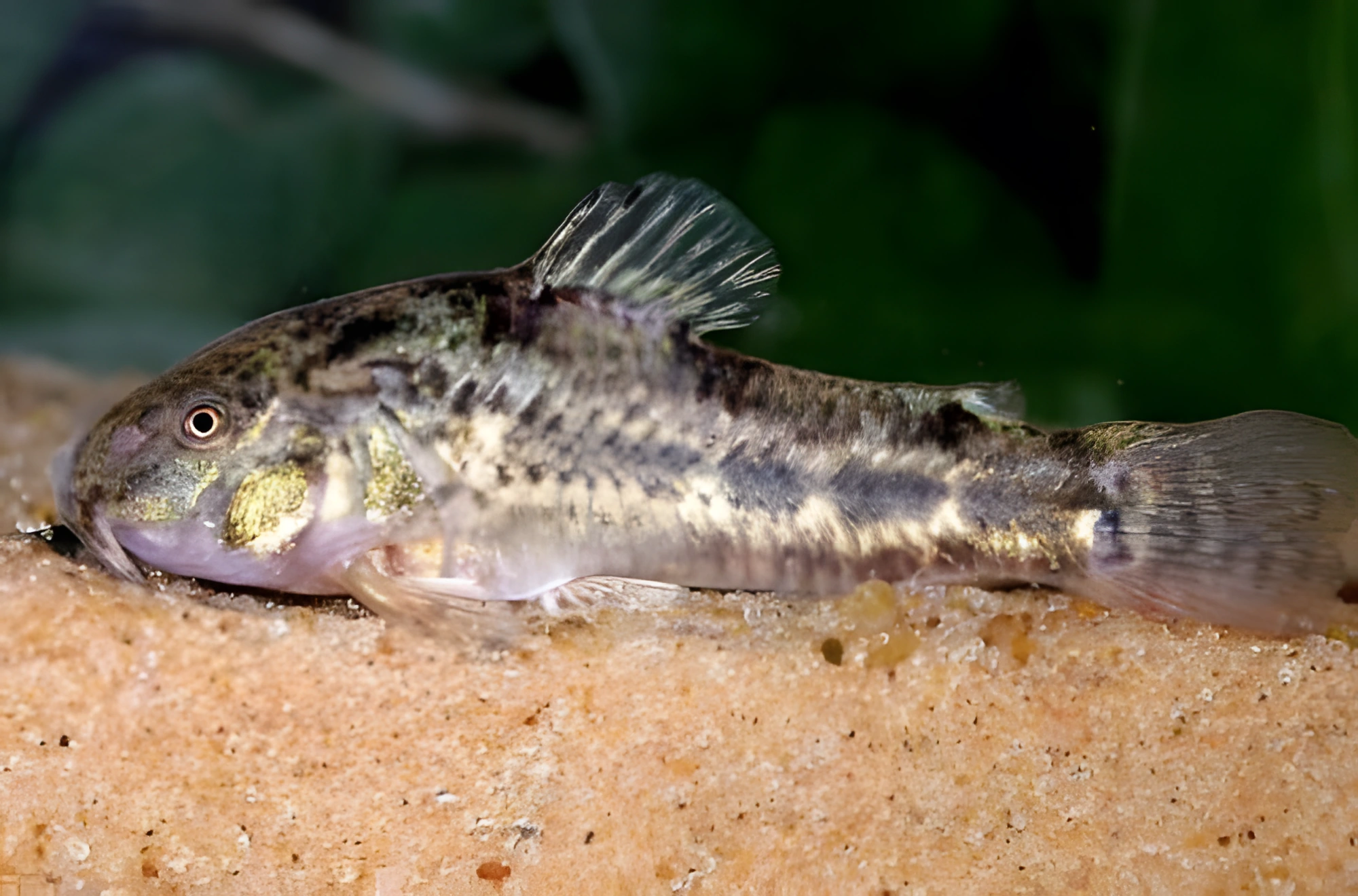 Fotografía del pez de acuario Corydoras de Gladys