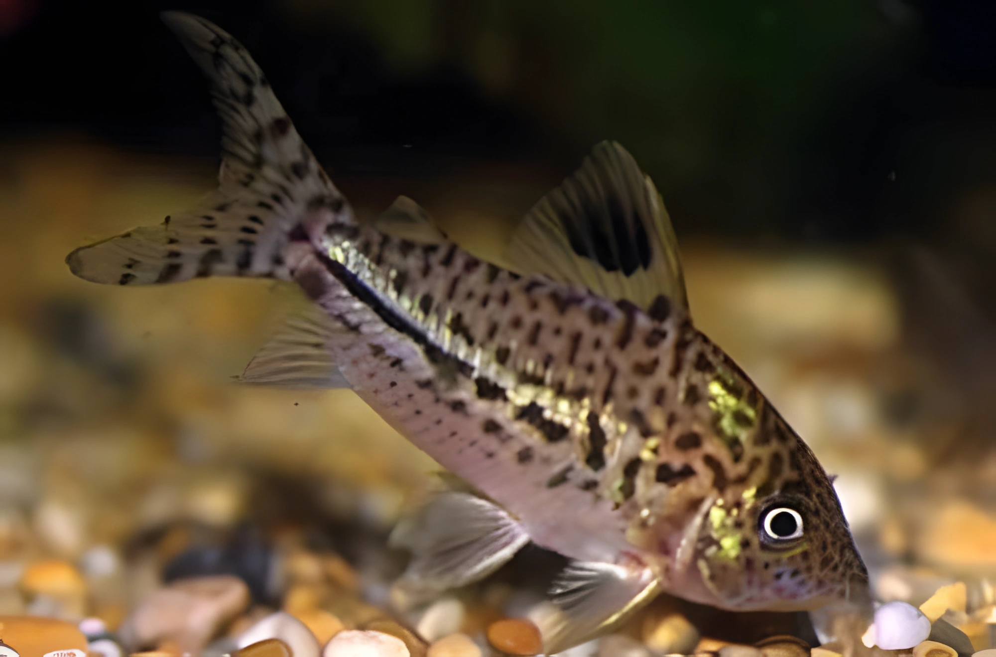 Fotografía del pez de acuario Corydoras de Gómez