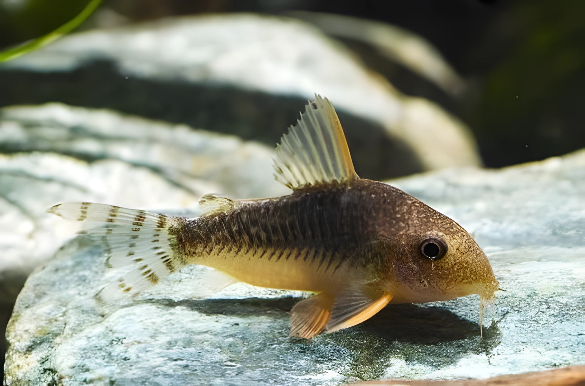 Fotografía del pez de acuario Coridora de Gosse