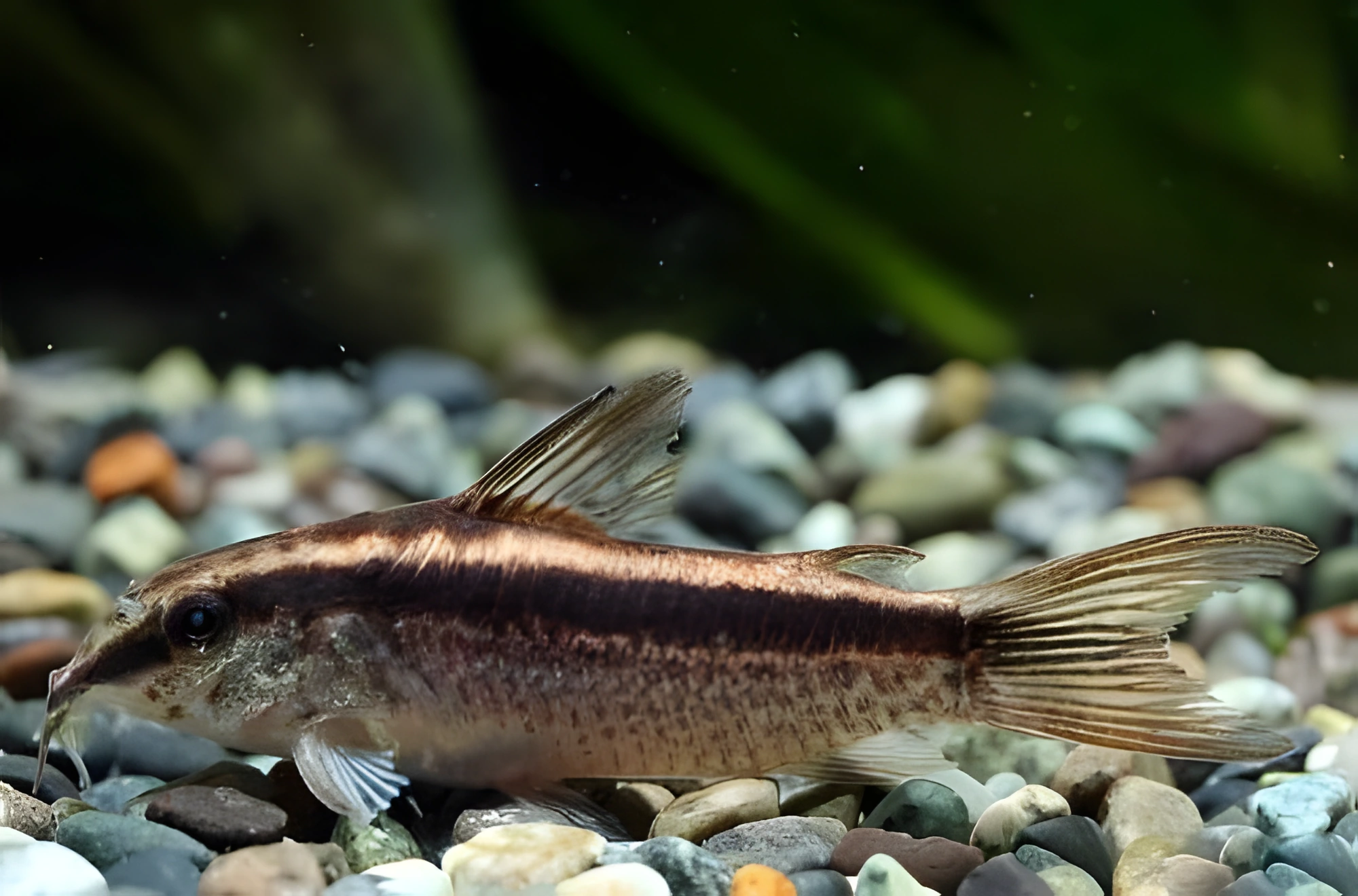 Fotografía del pez de acuario Corydoras gracilis