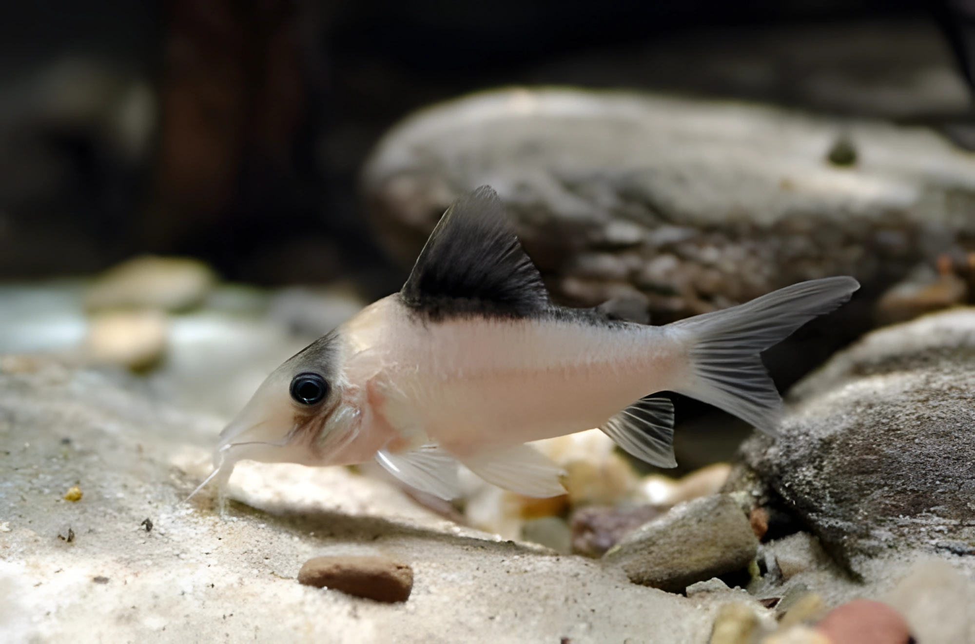 Fotografía del pez de acuario Corydoras imitator
