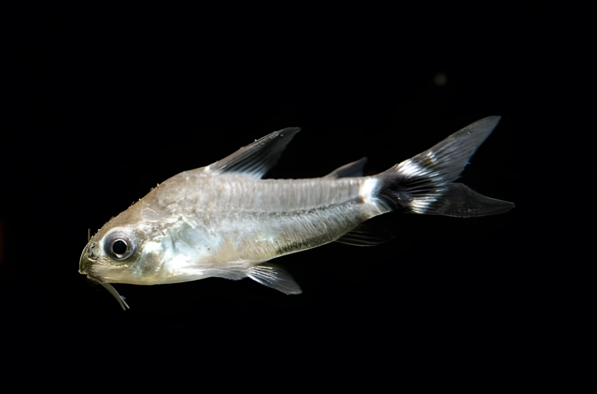 Fotografía del pez de acuario Corydoras enano
