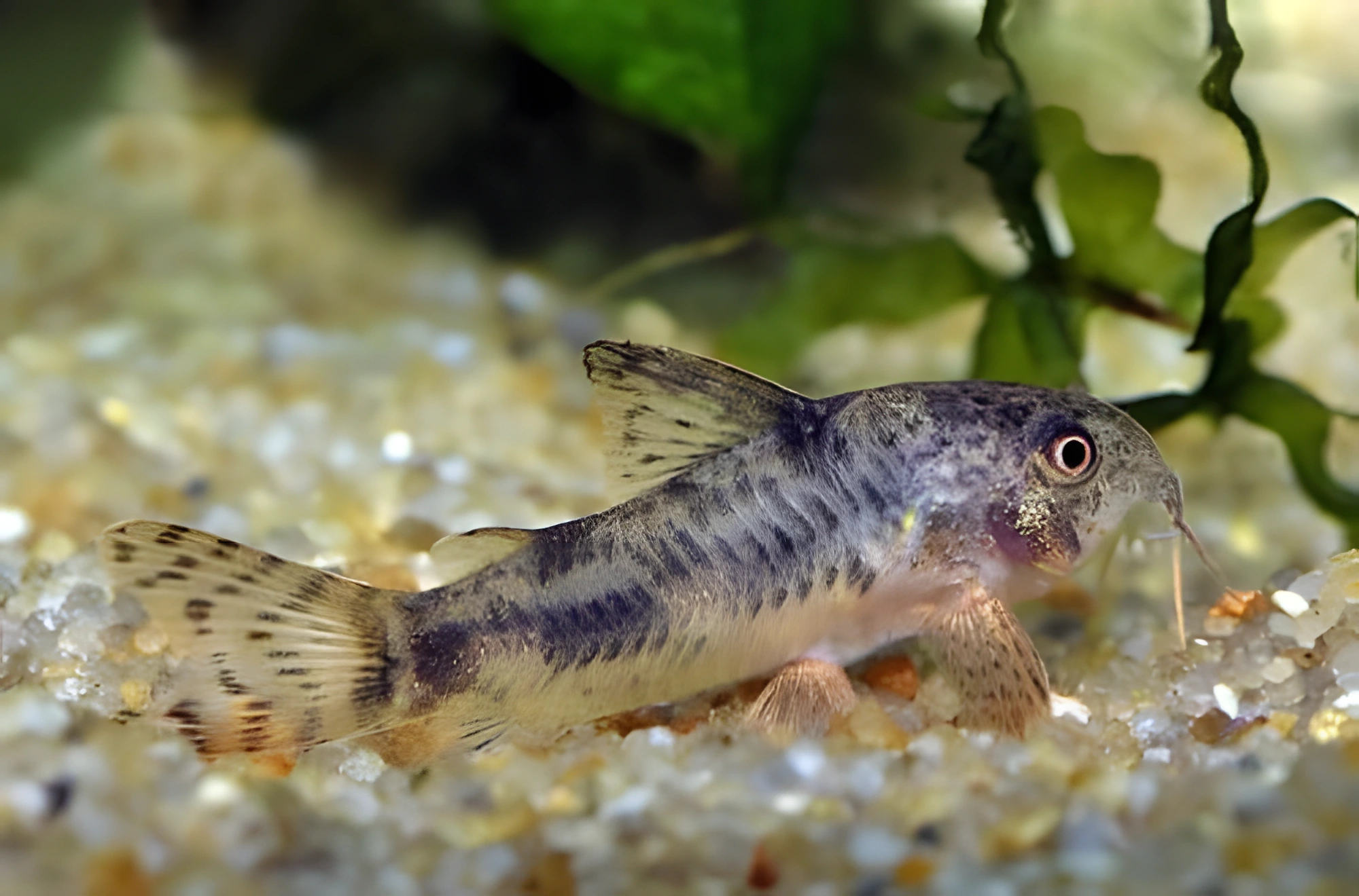 Fotografía del pez de acuario Corydoras de Carla