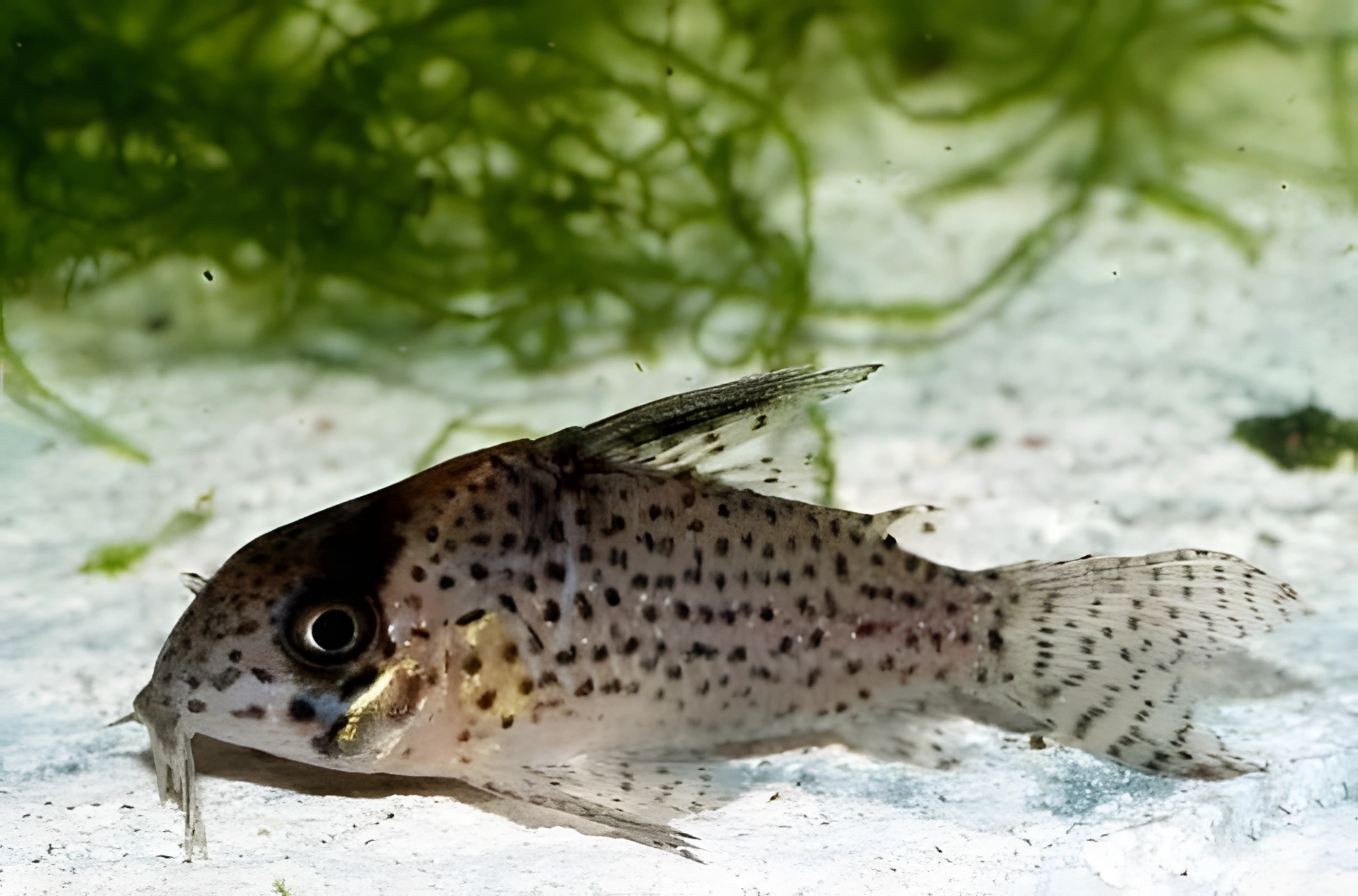 Fotografía del pez de acuario Corydoras kanei