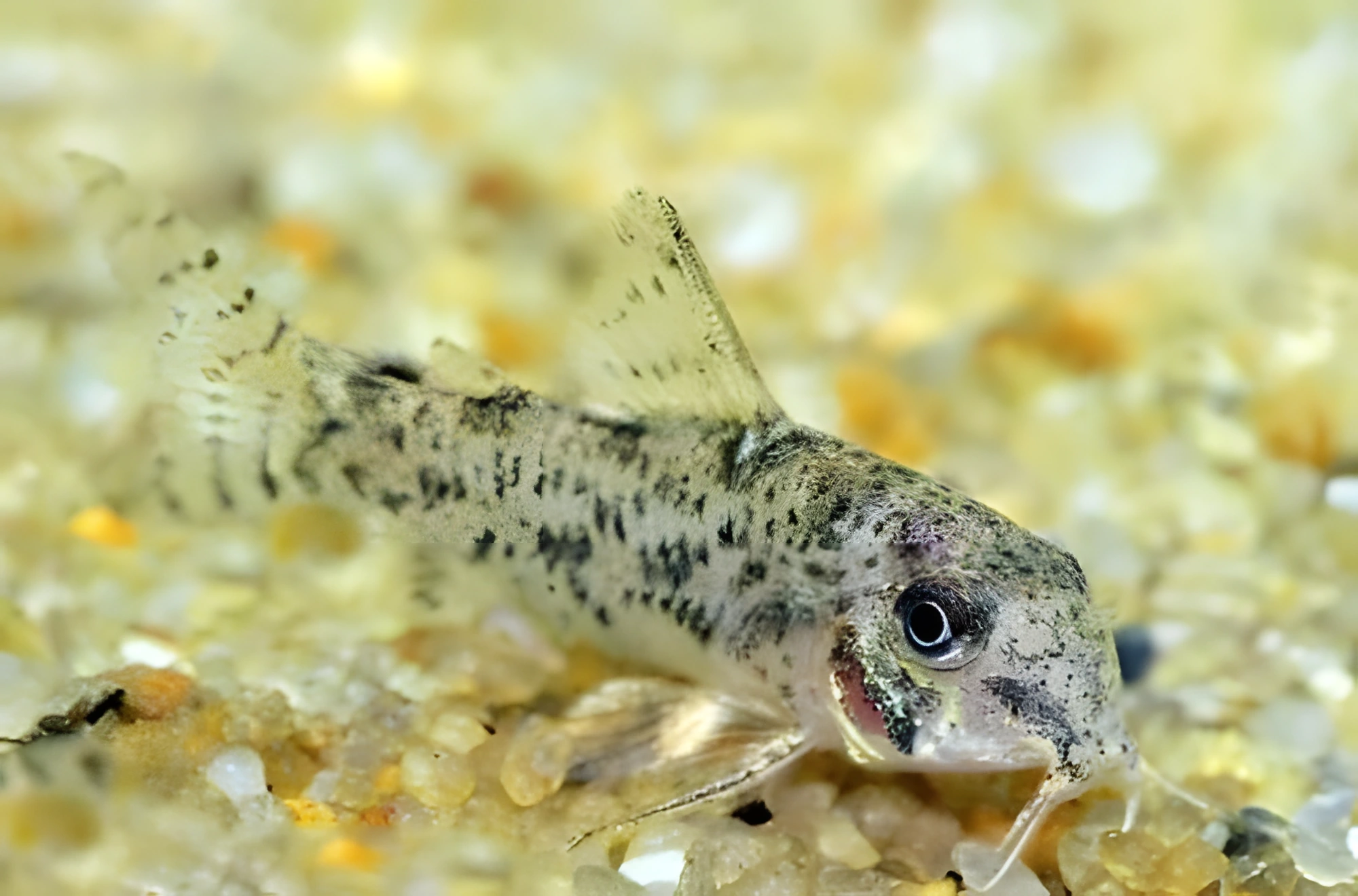 Fotografía del pez de acuario Corydoras de Cochu