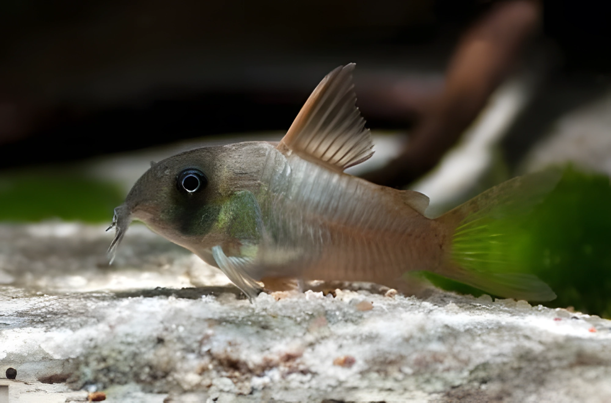 Fotografía del pez de acuario Corydoras concolor