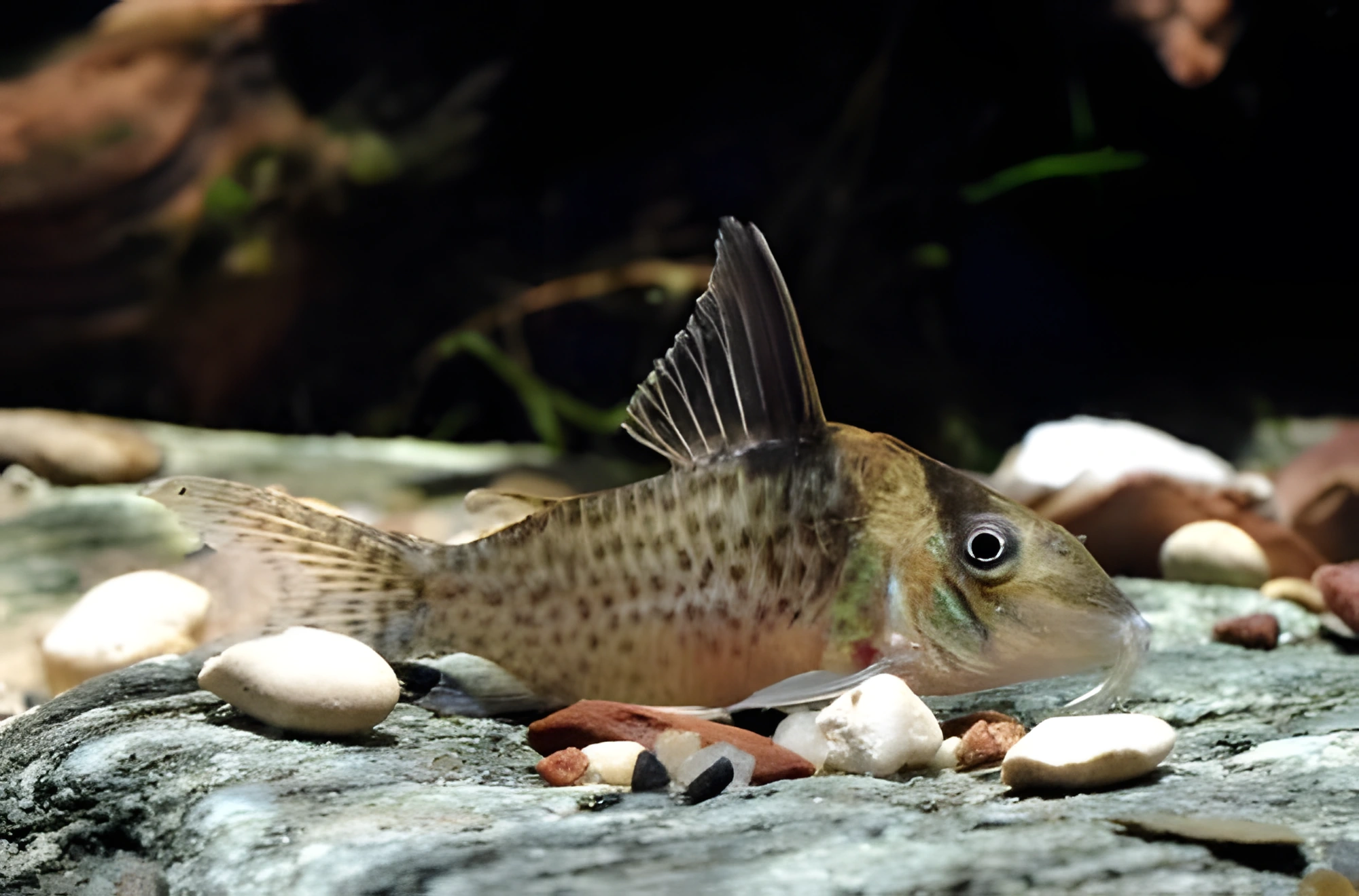 Fotografía del pez de acuario Corydoras de hocico corto
