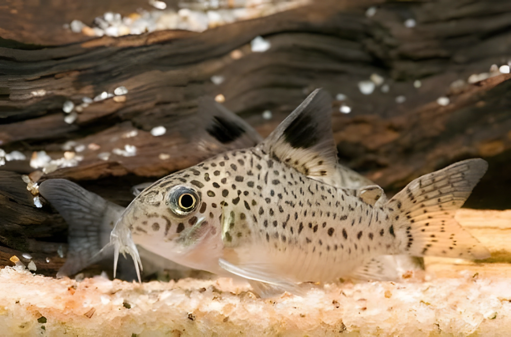 Fotografía del pez de acuario Corydoras de Cope