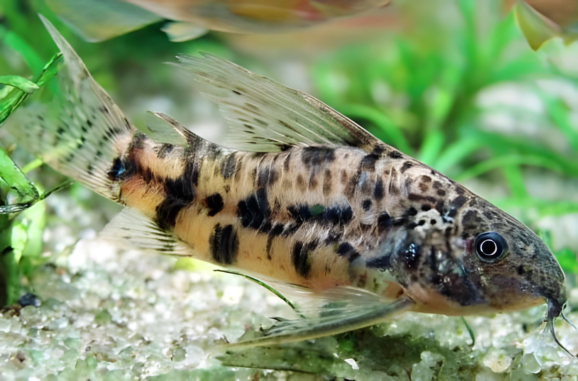Fotografía del pez de acuario Corydoras de aleta grande