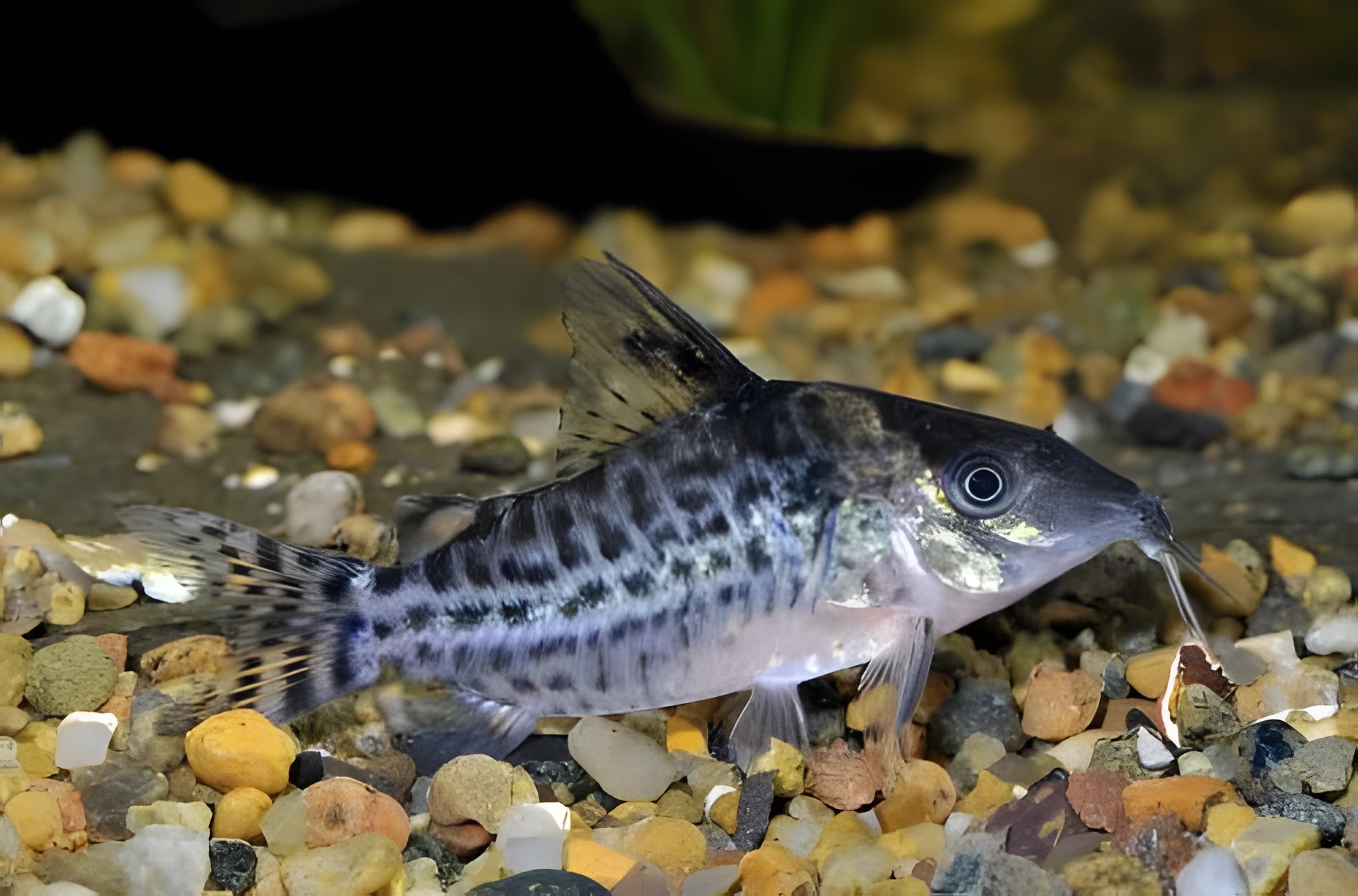 Fotografía del pez de acuario Corydoras lamberti