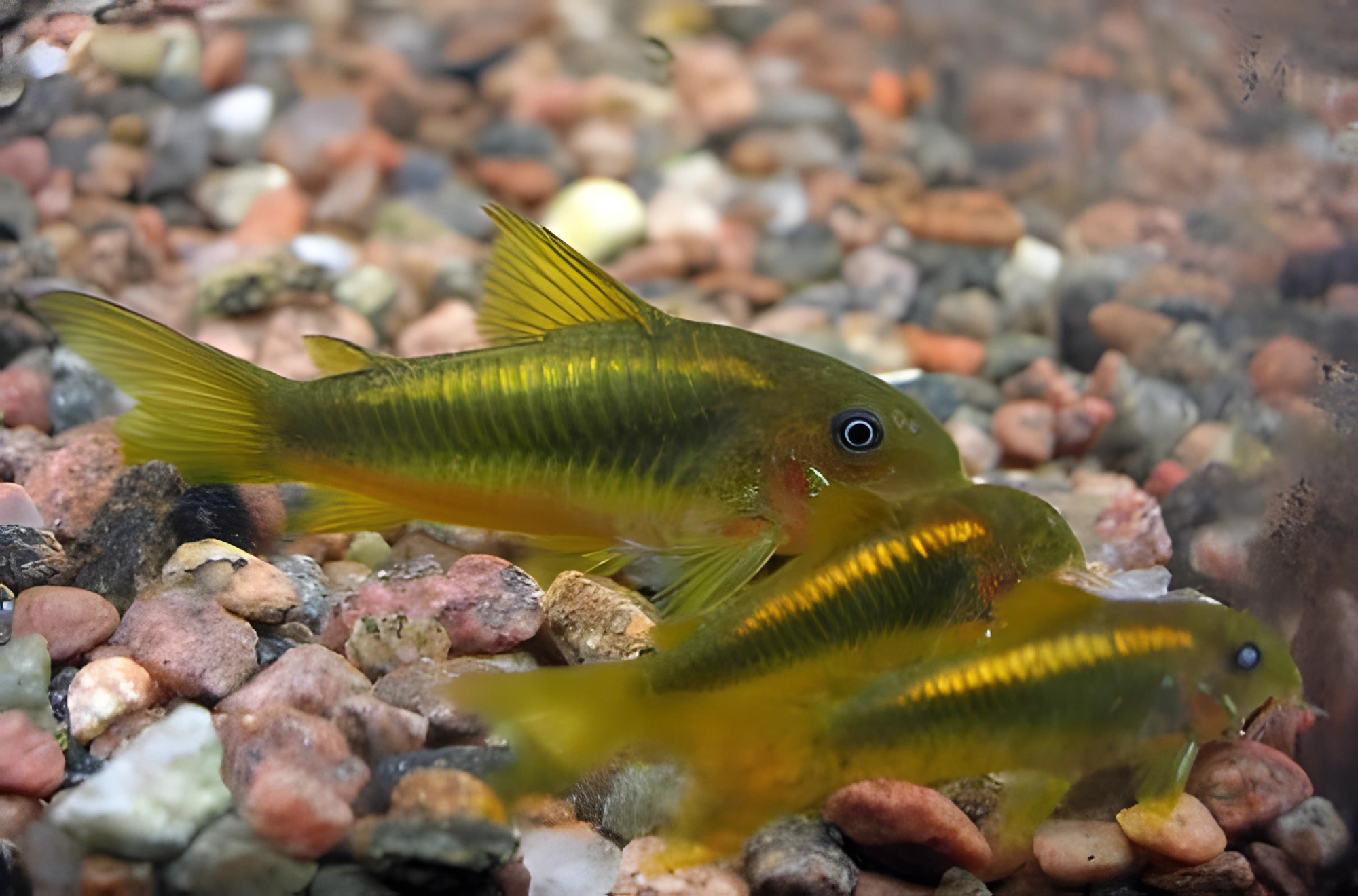 Fotografía del pez de acuario Corydoras melanotaenia