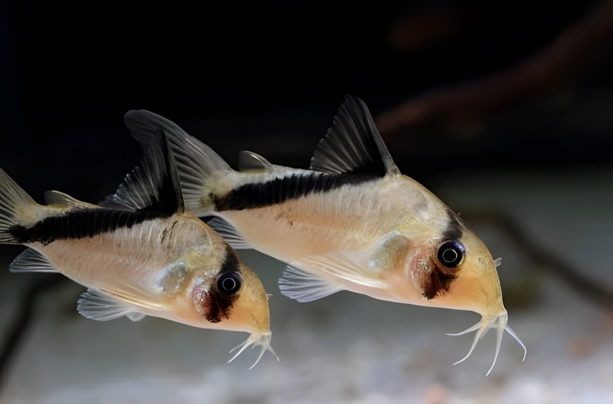 Fotografía del pez de acuario Corydoras melini
