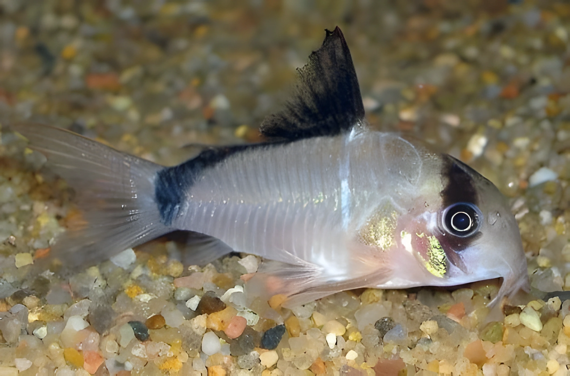 Fotografía del pez de acuario Corydoras del Meta