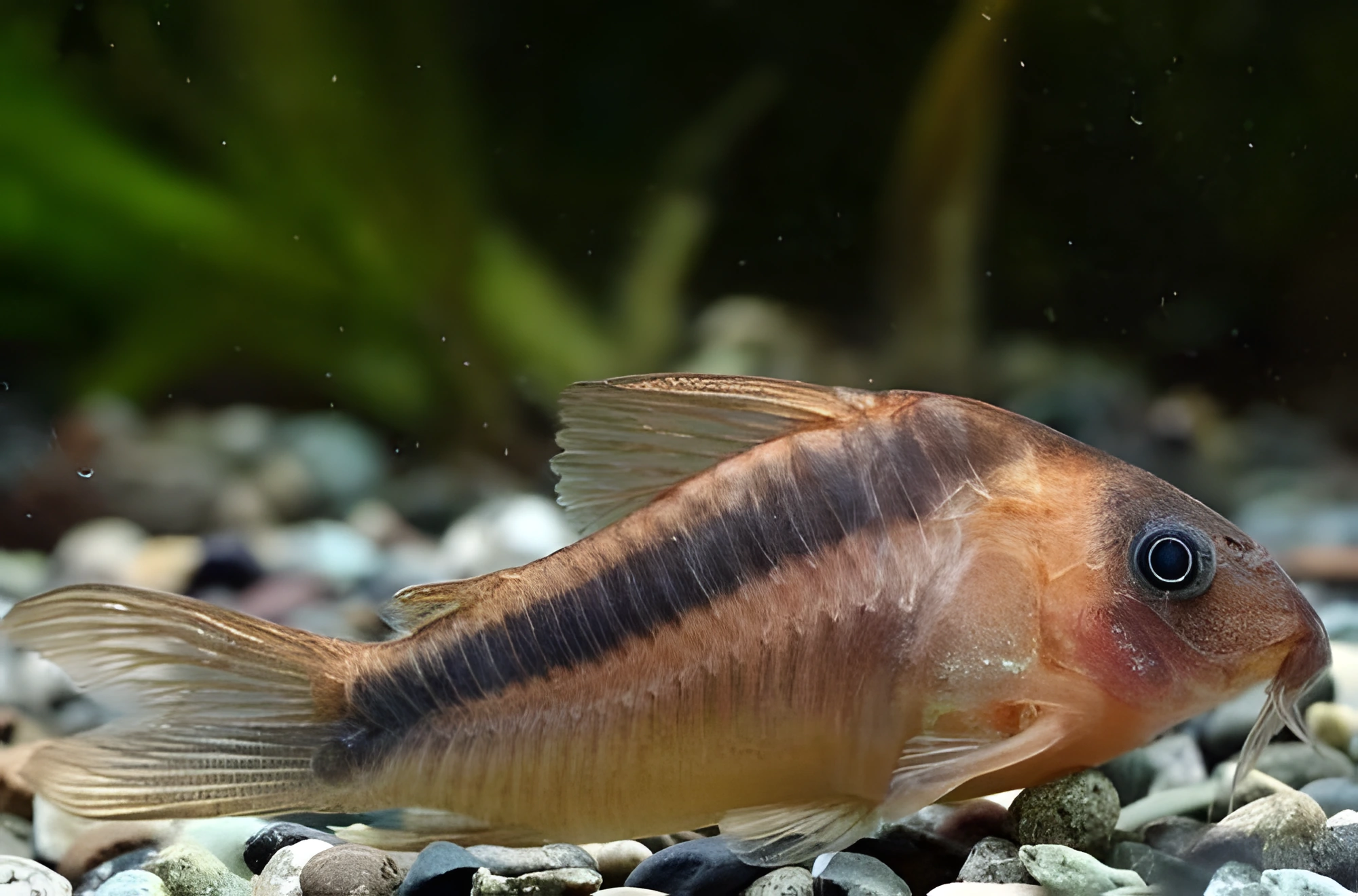 Fotografía del pez de acuario Corydoras de Rabaut