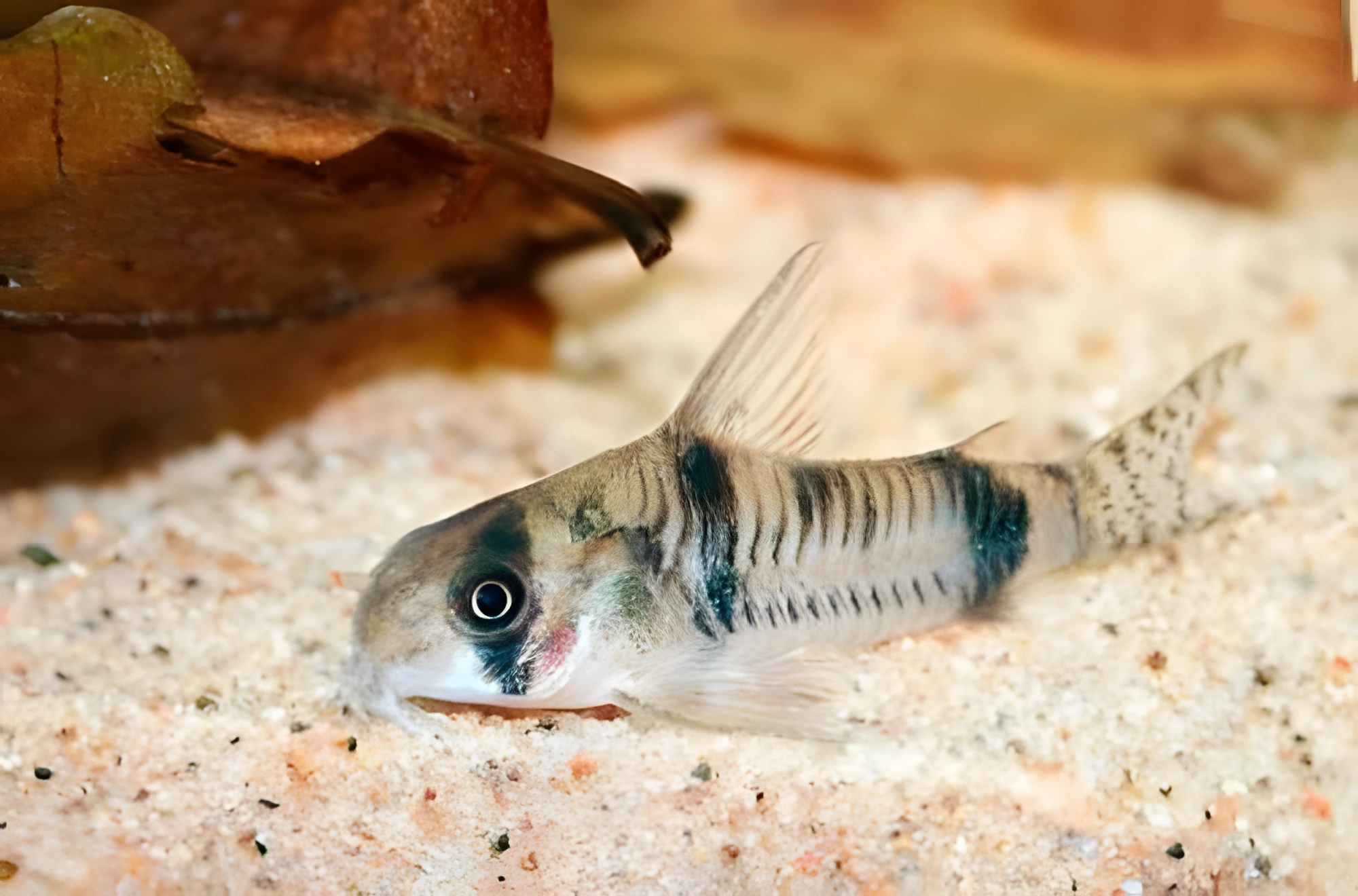 Fotografía del pez de acuario Corydoras de Reynolds