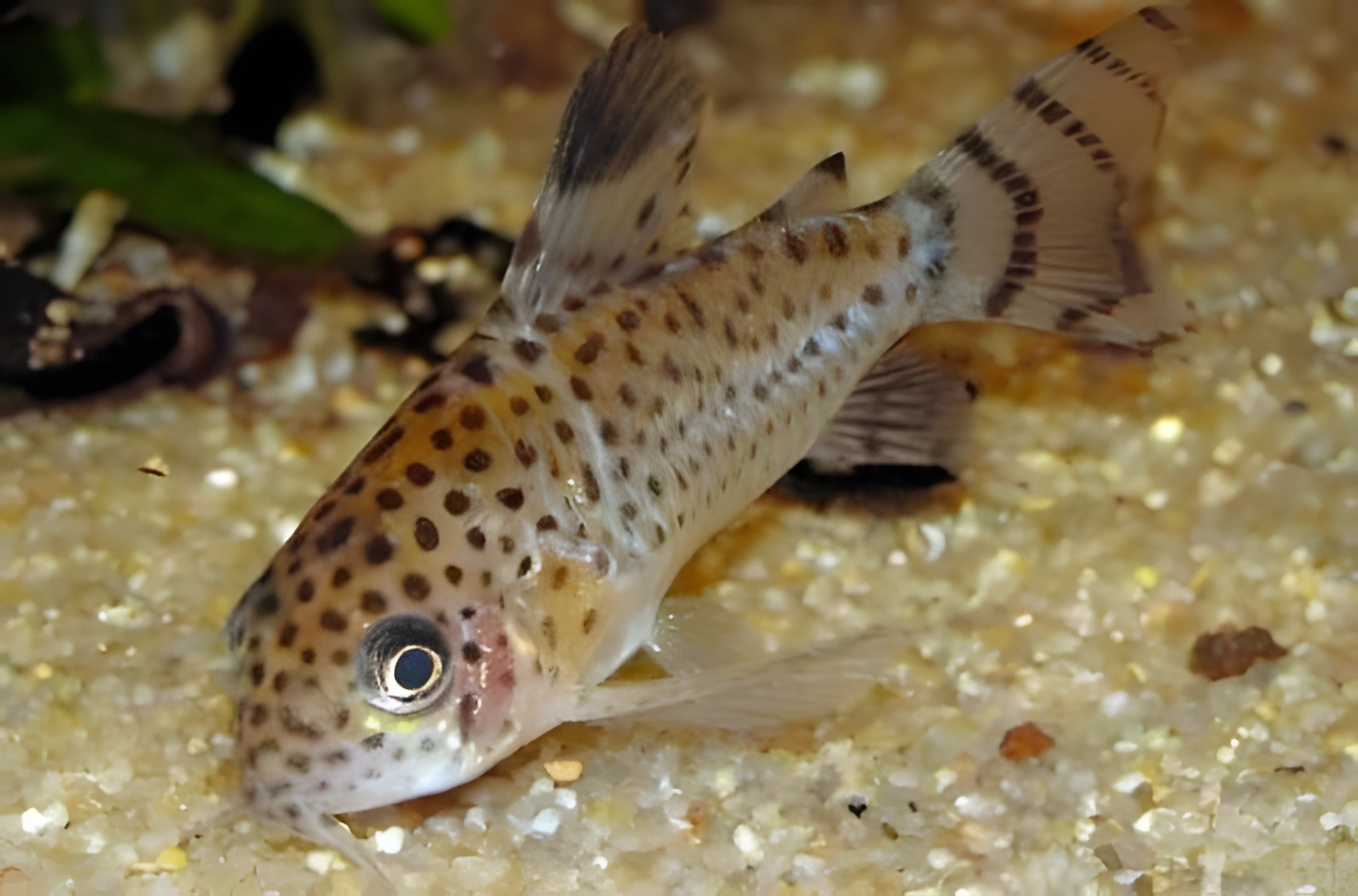 Fotografía del pez de acuario Corydoras de Santa Cruz