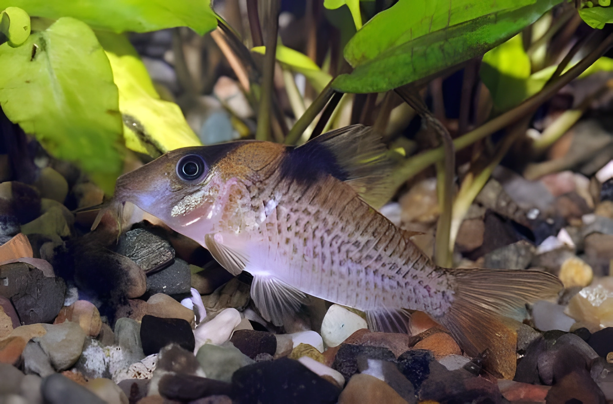Fotografía del pez de acuario Coridora ensillado