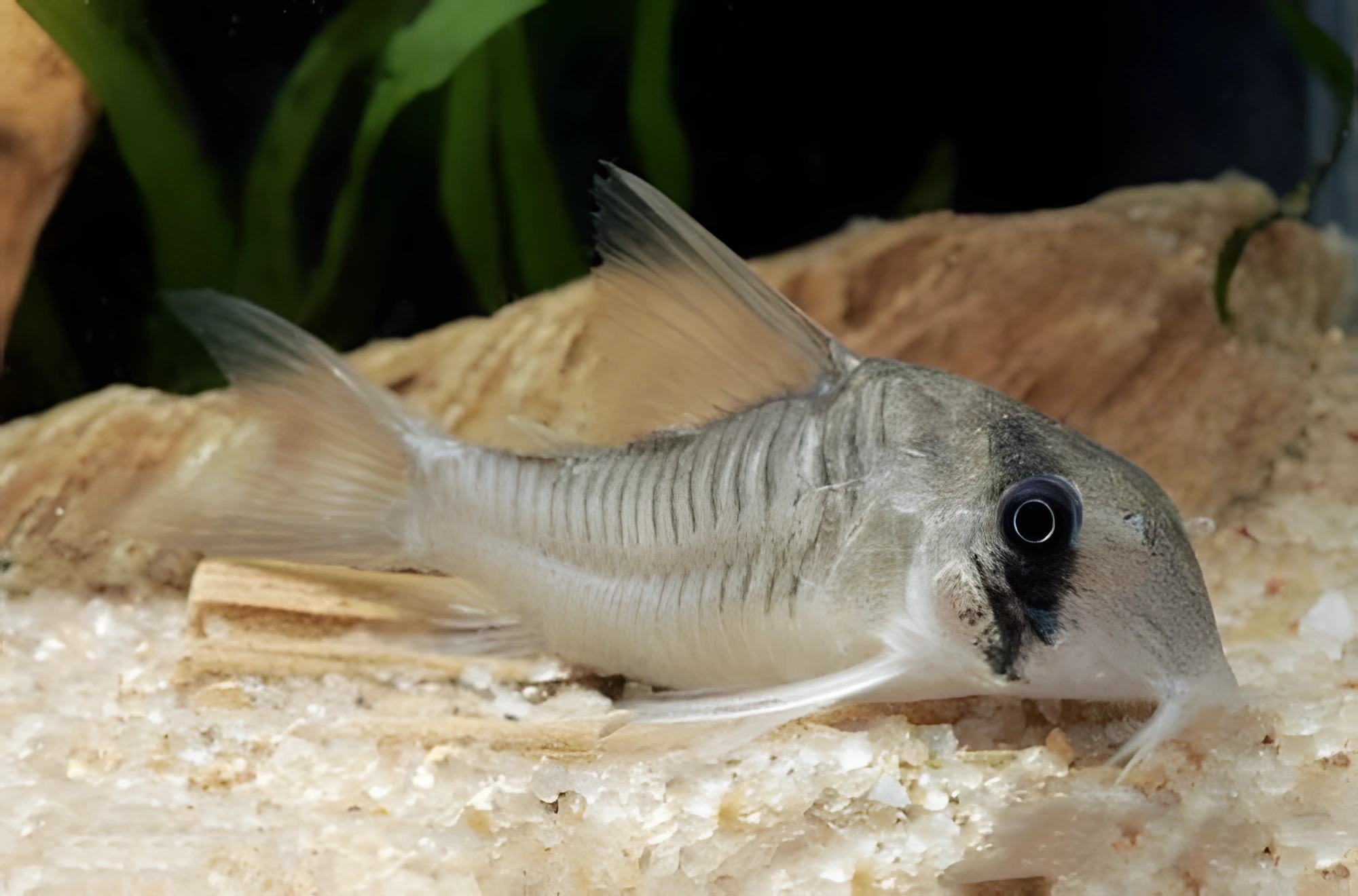 Fotografía del pez de acuario Corydora gris