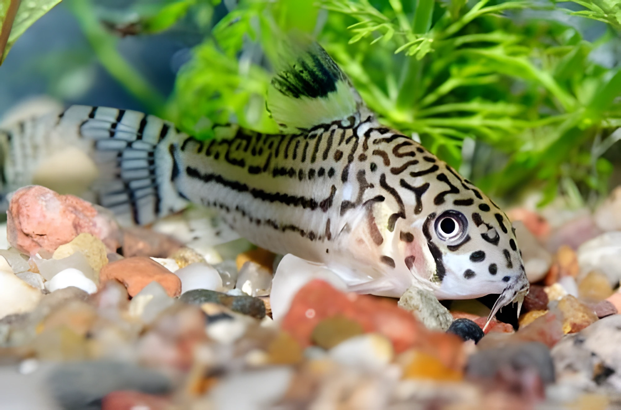 Fotografía del pez de acuario Coridora reticulado