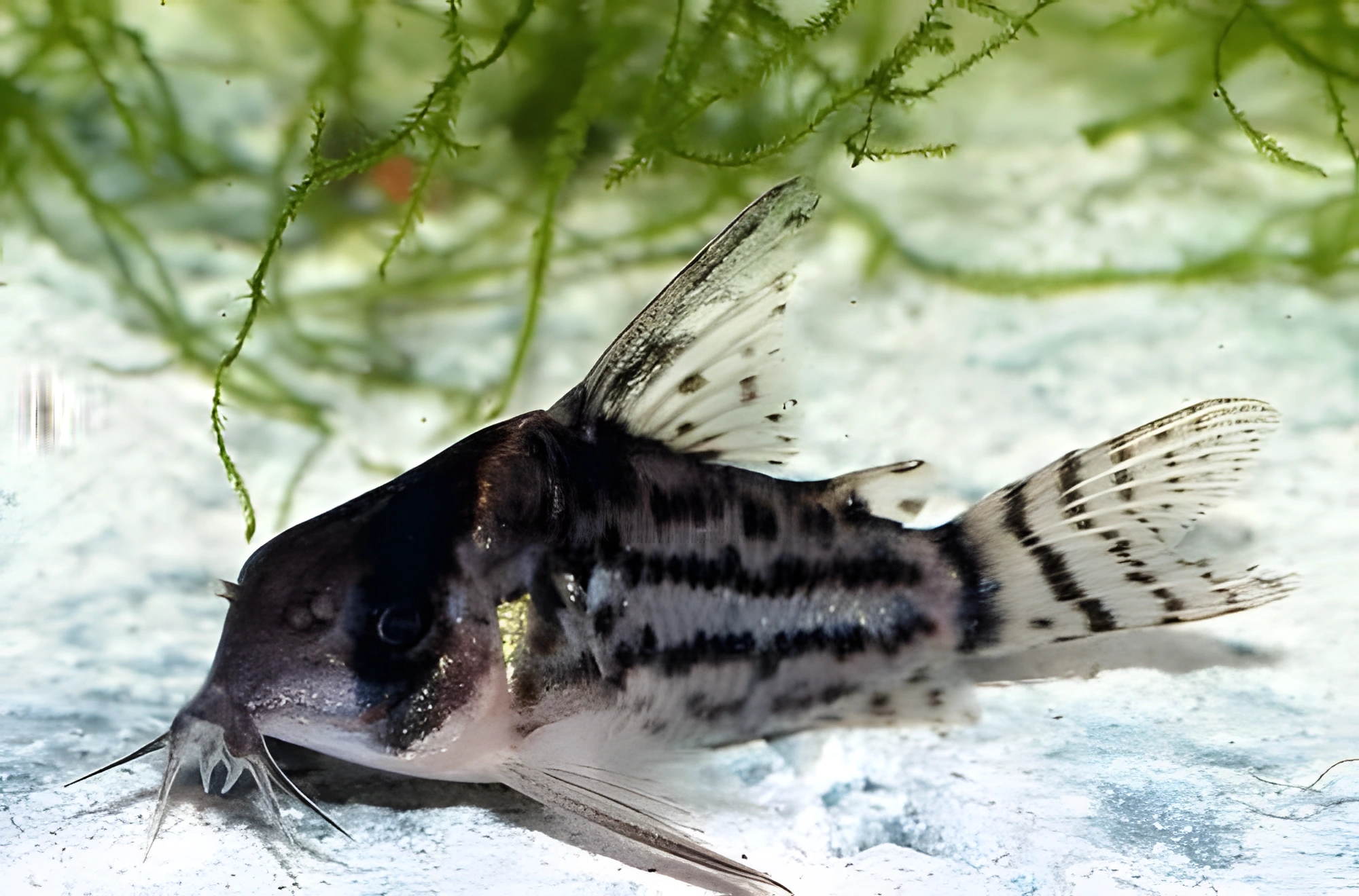 Fotografía del pez de acuario Corydoras de Schwartz