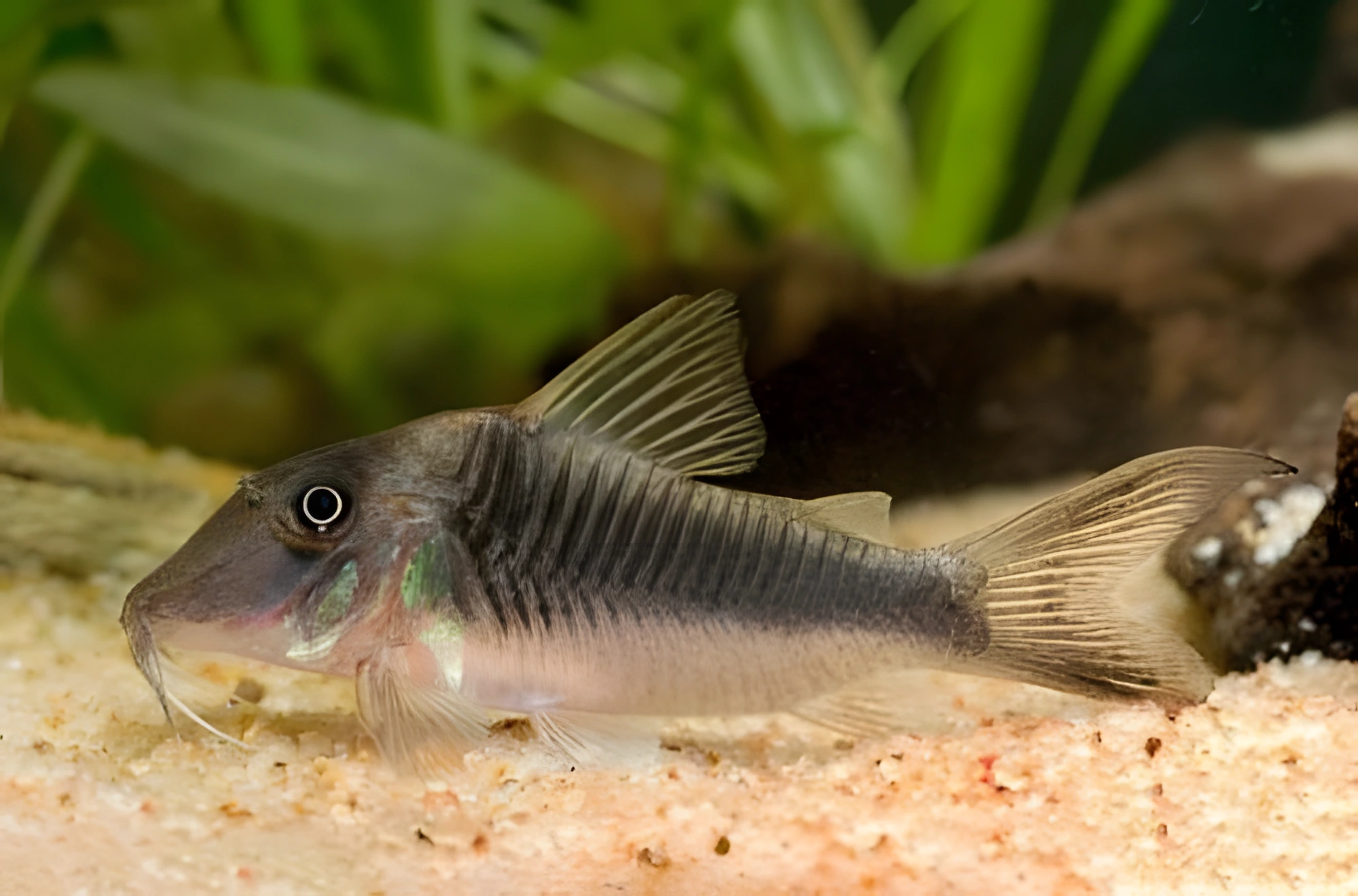 Fotografía del pez de acuario Corydoras treitlii