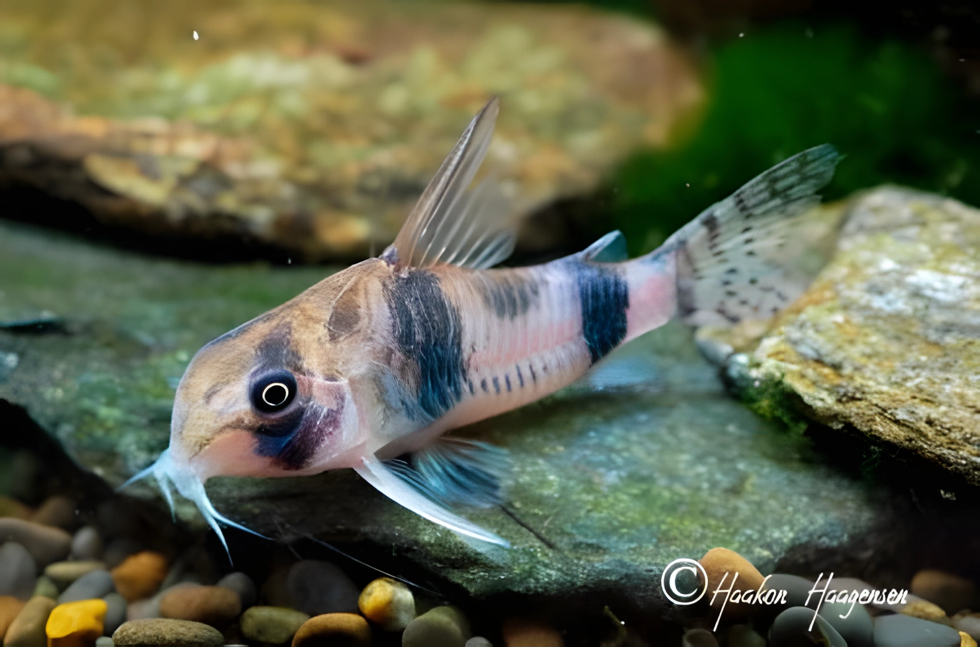 Fotografía del pez de acuario Corydoras tukano