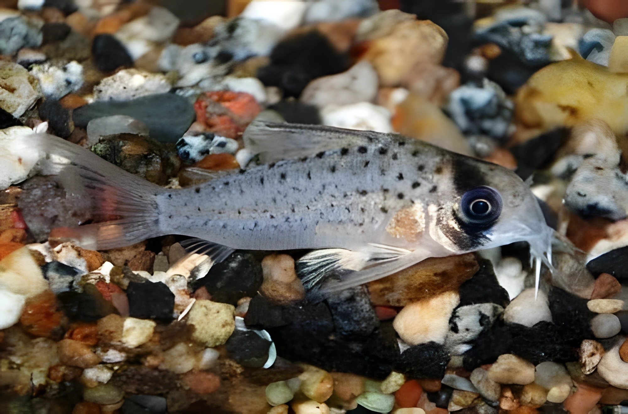 Fotografía del pez de acuario Corydoras enmascarado