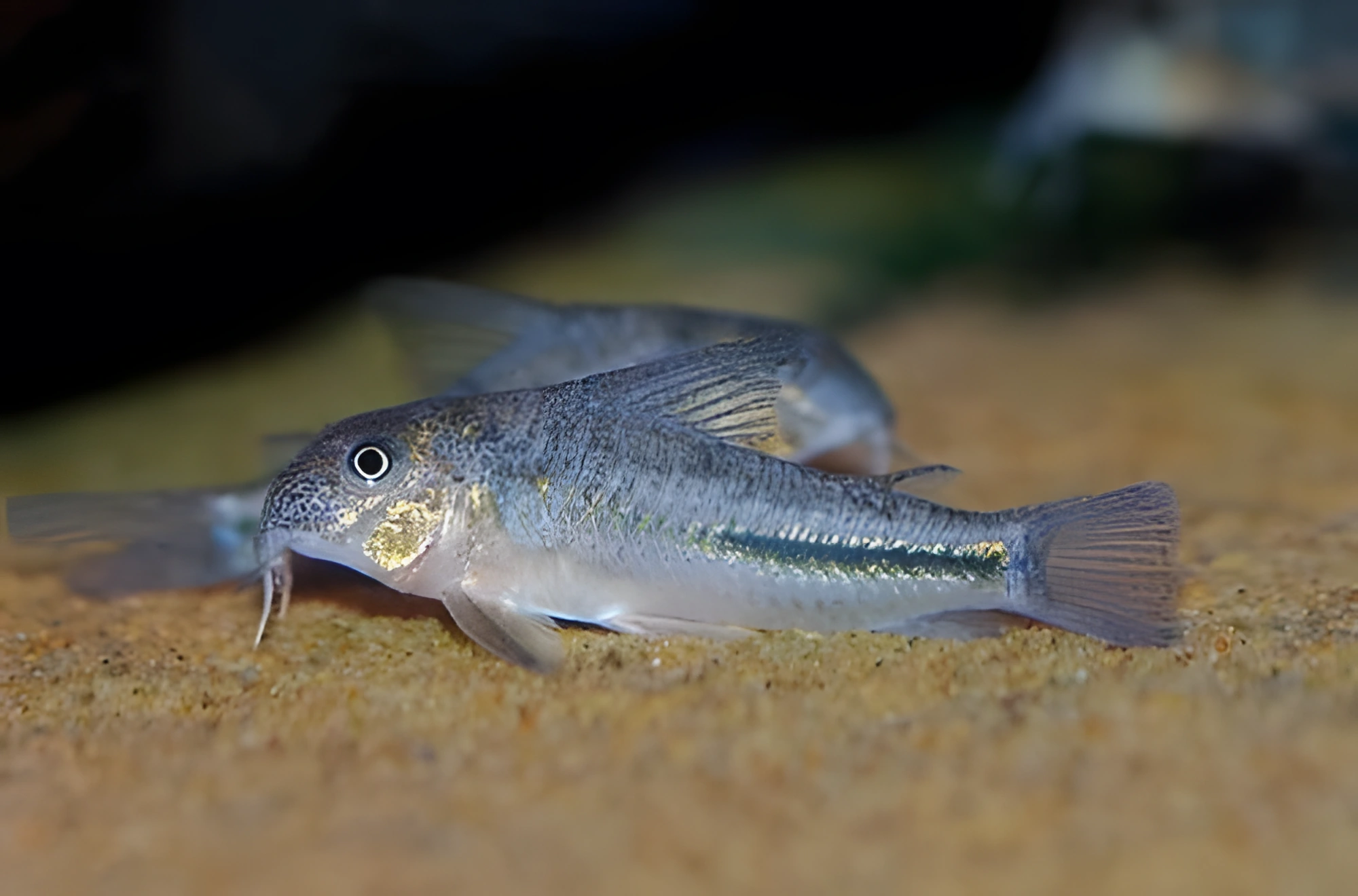 Fotografía del pez de acuario Corydora dentada