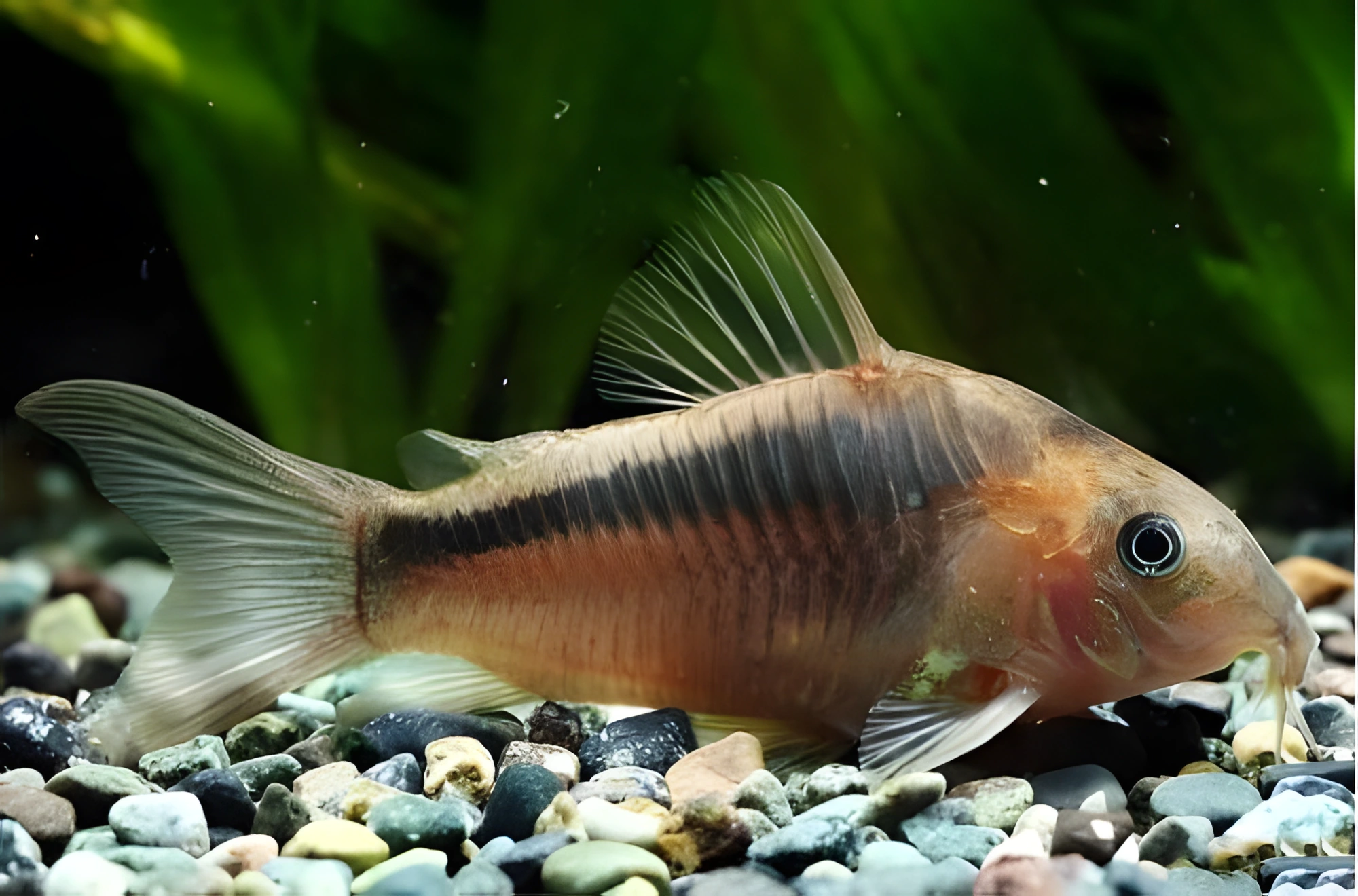 Fotografía del pez de acuario Corydoras zygatus