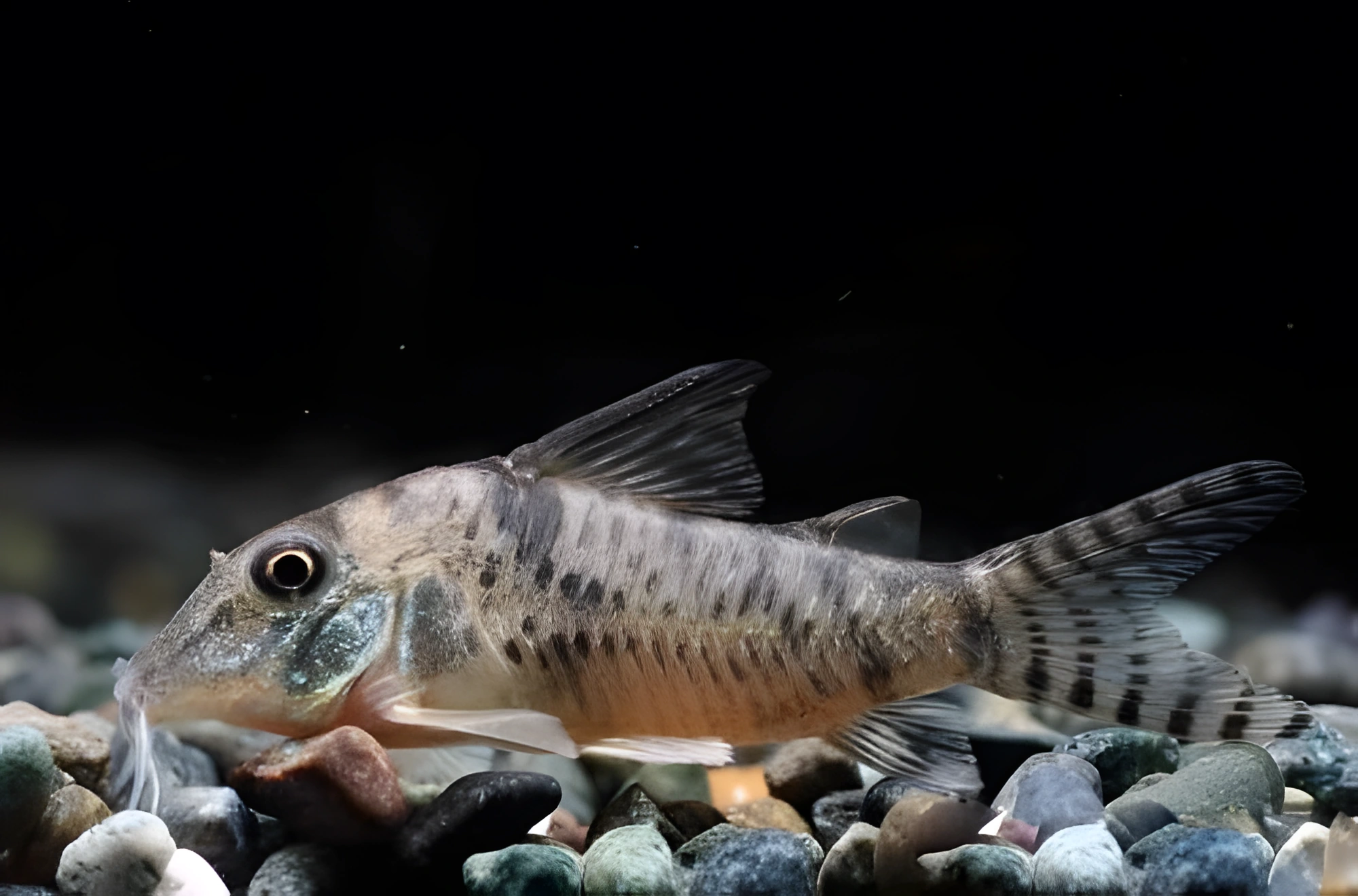 Fotografía del pez de acuario Coridora de aletas doradas
