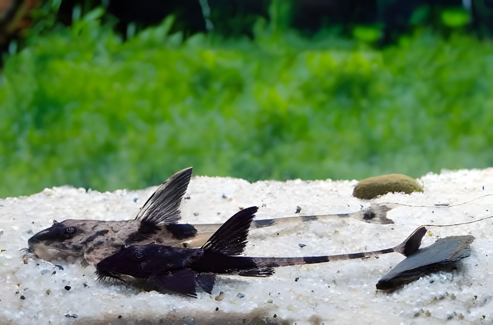 Fotografía del pez de acuario Loricaria Real