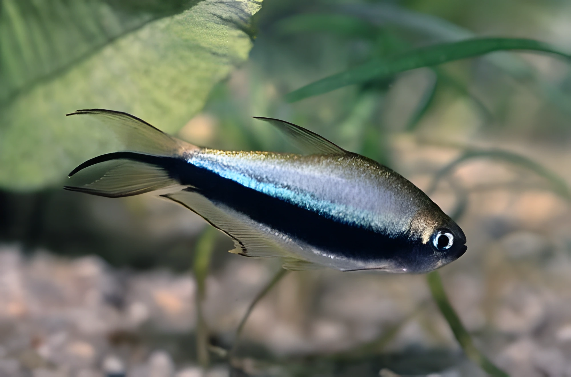 Fotografía del pez de acuario Tetra Real