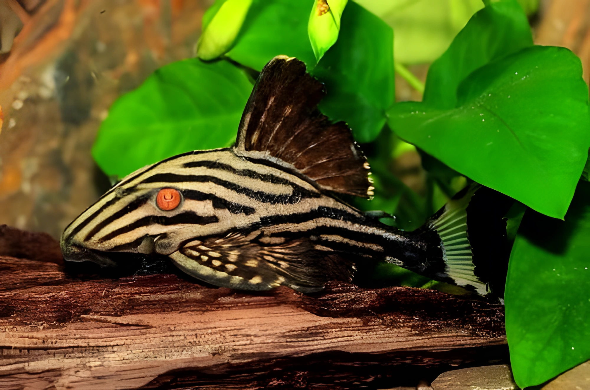 Fotografía del pez de acuario Panaque Real