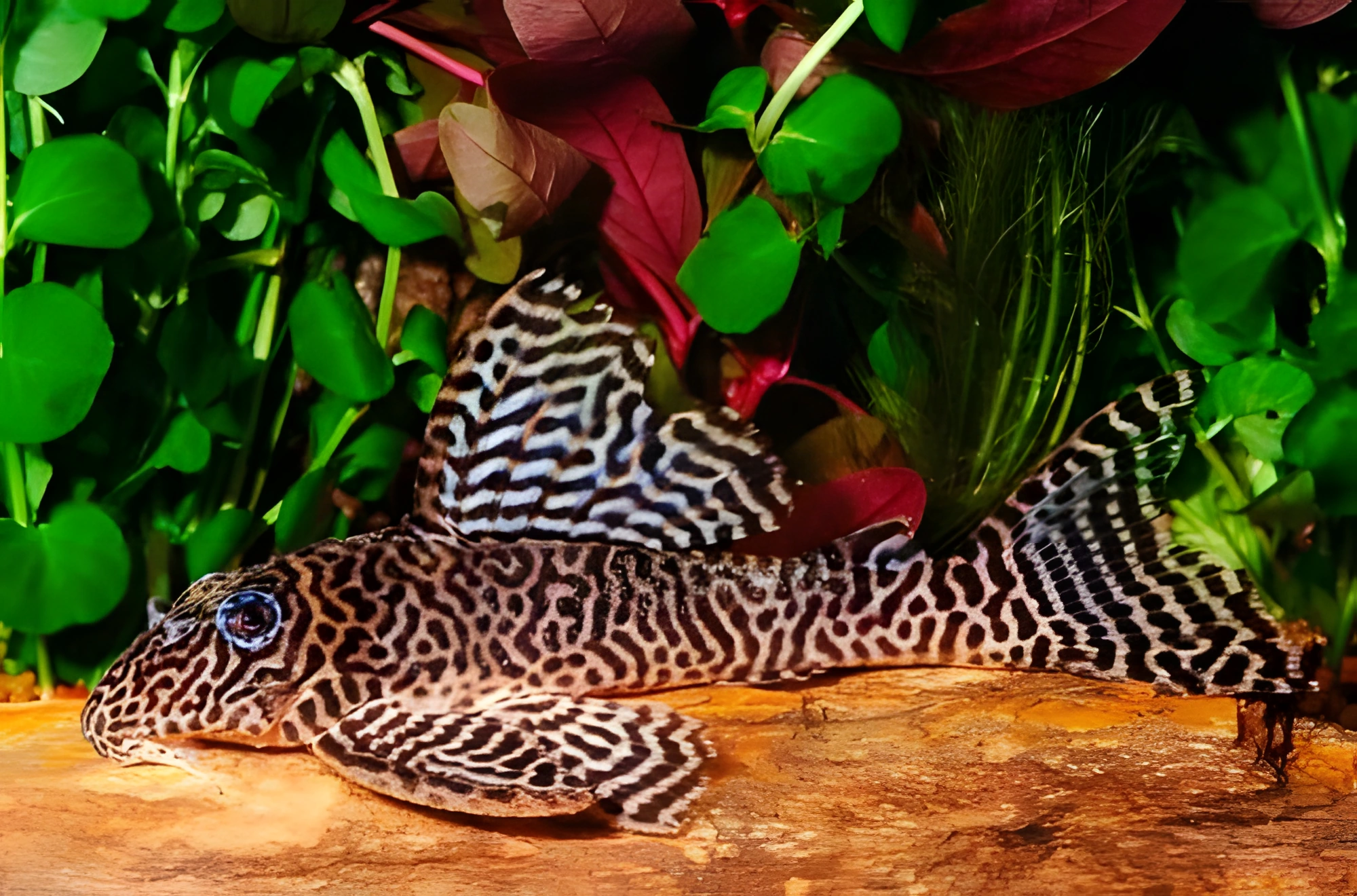 Fotografía del pez de acuario Pleco Tigre Real
