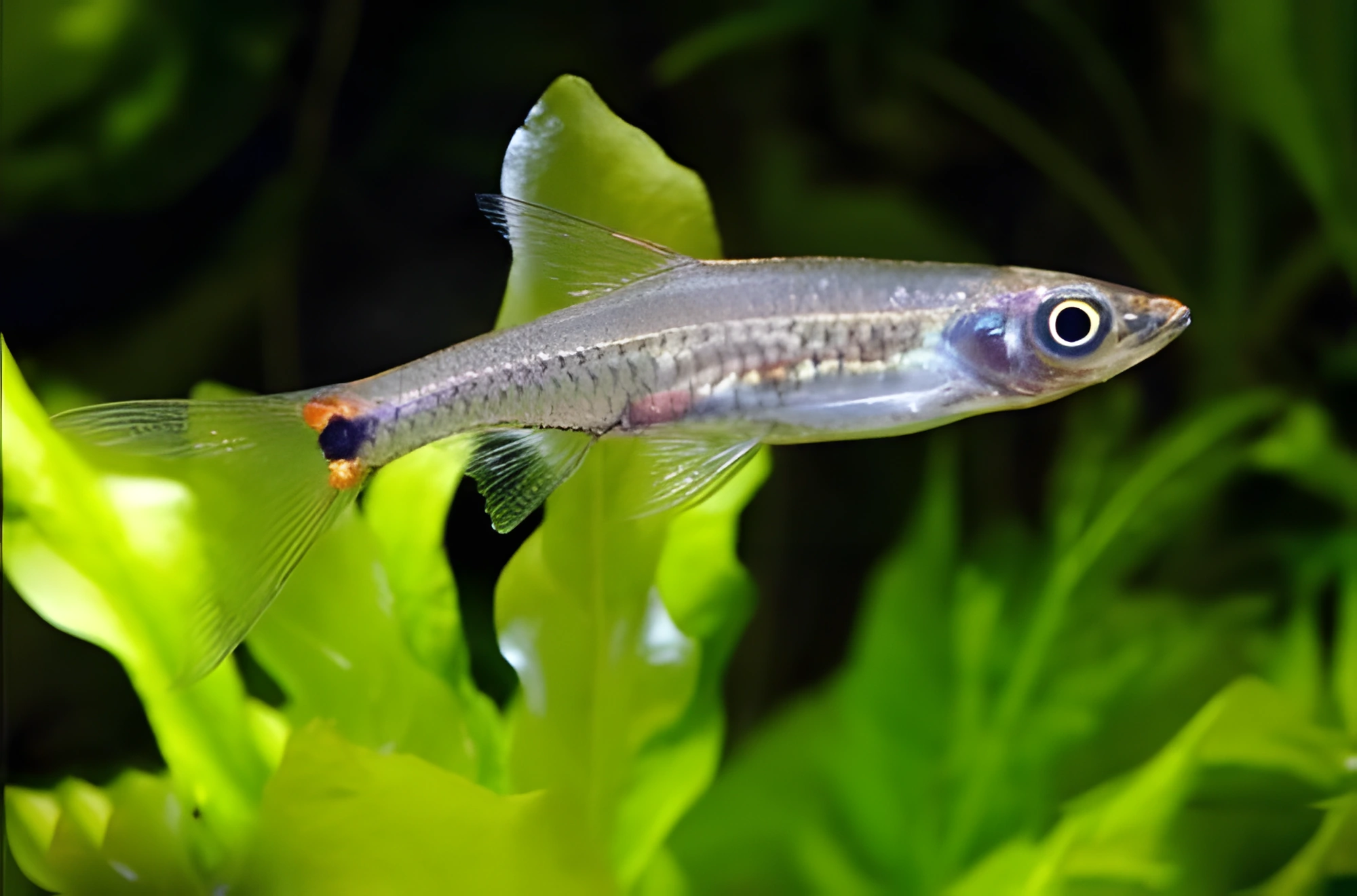 Fotografía del pez de acuario Kottelatia brittani