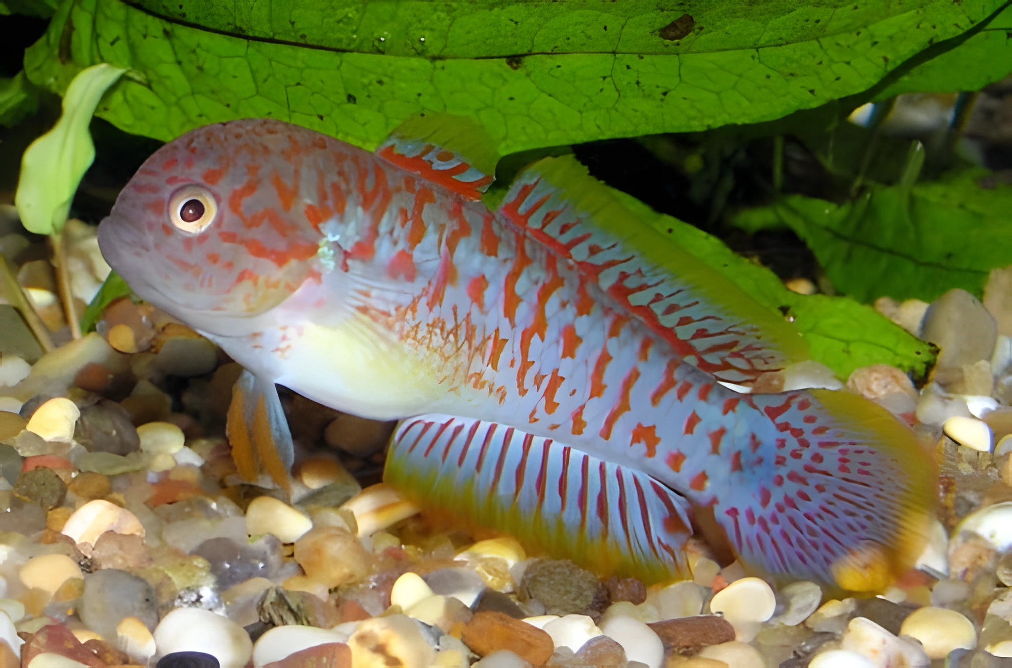 Fotografía del pez de acuario Gobio durmiente ocelado