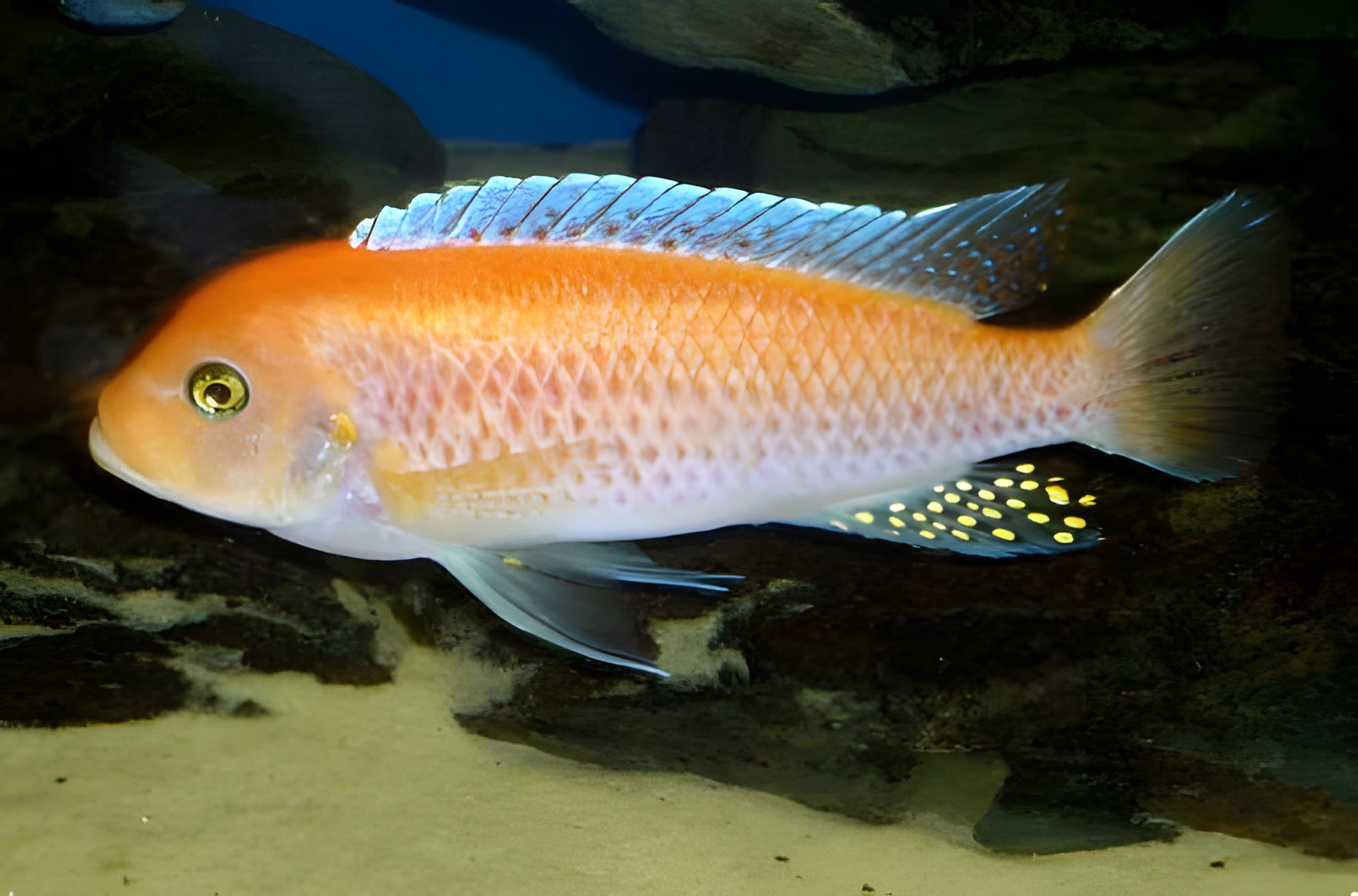 Fotografía del pez de acuario Cíclido cebra rojo