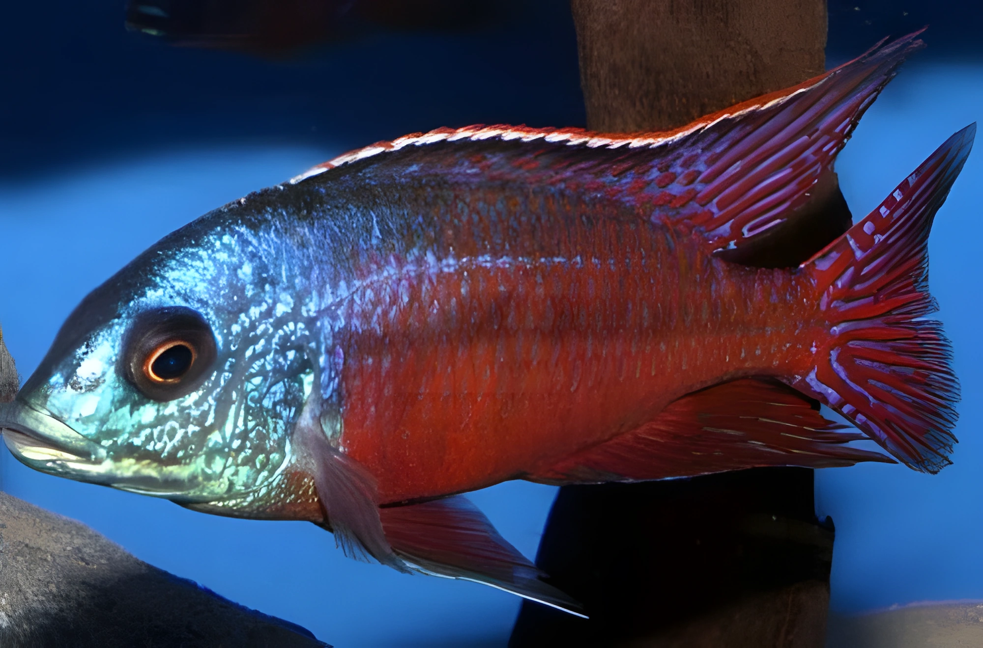 Fotografía del pez de acuario Protomelas