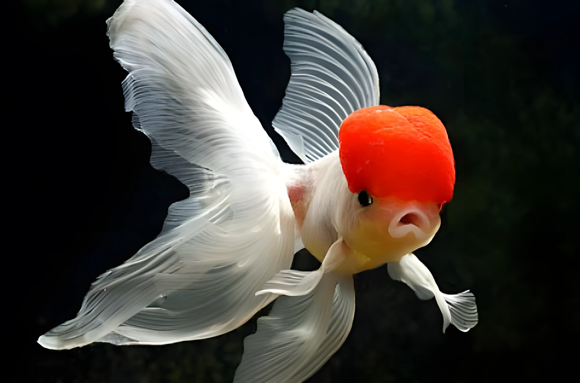 Fotografía del pez de acuario Oranda Redcap