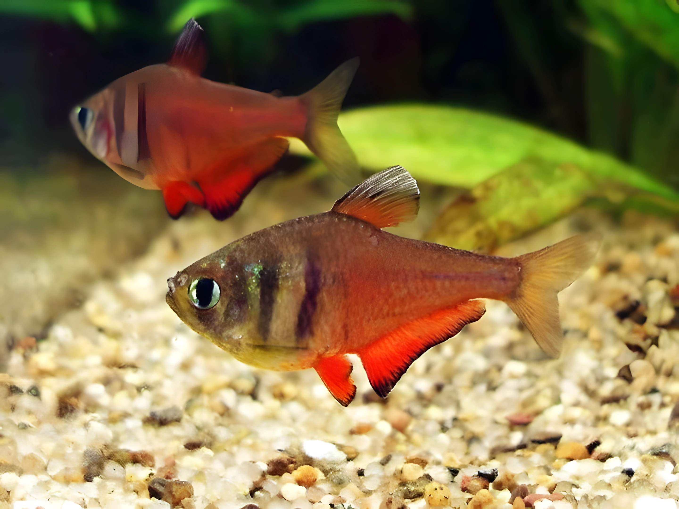 Fotografía del pez de acuario Tetra Roja