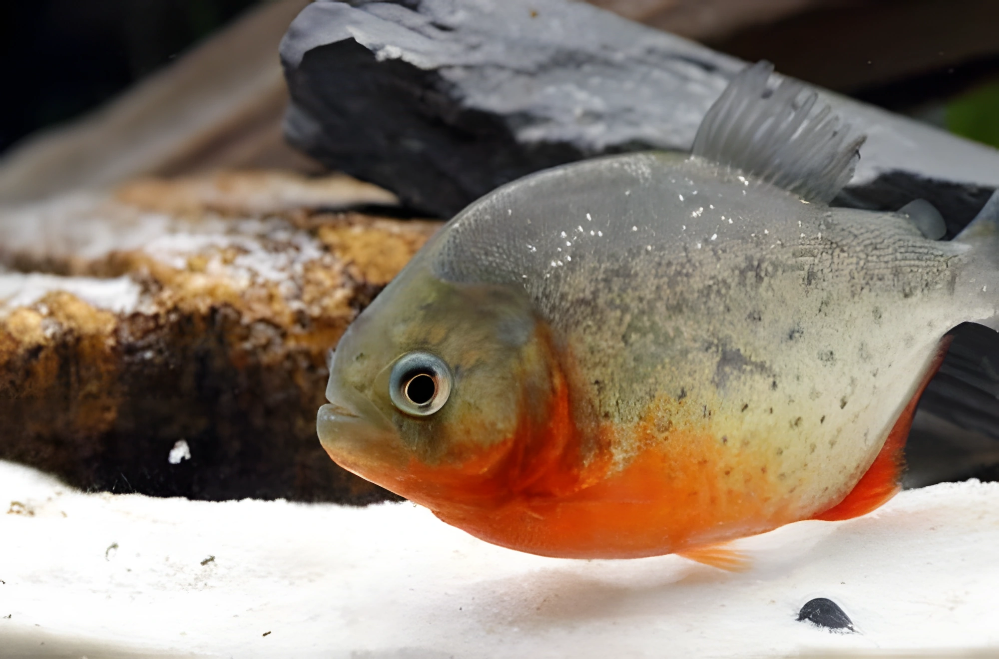 Fotografía del pez de acuario Piraña de Vientre Rojo