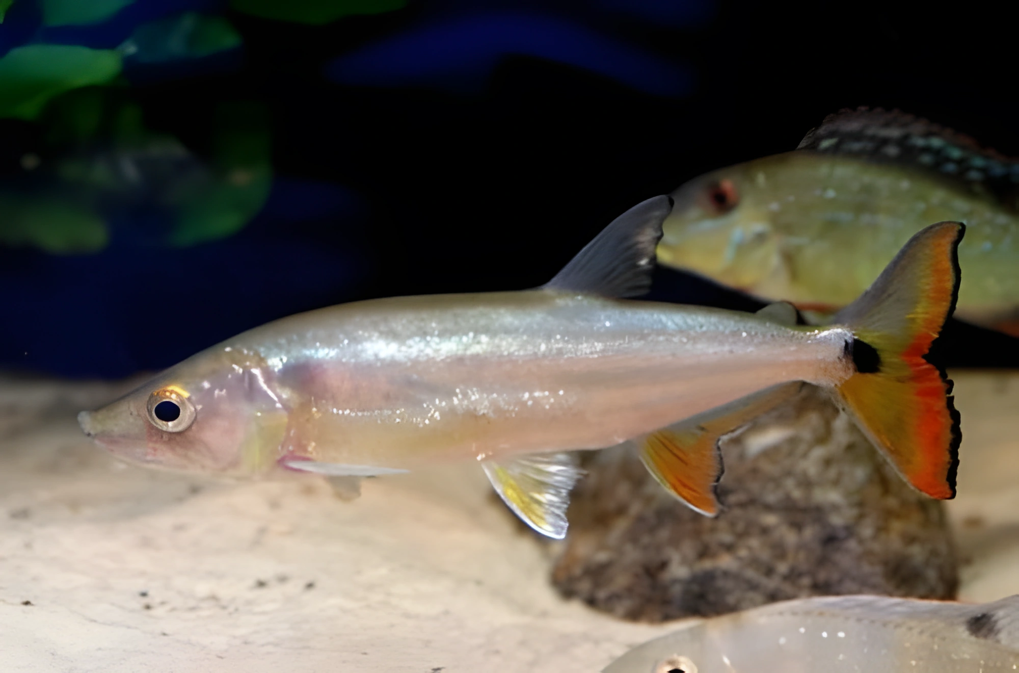 Fotografía del pez de acuario Barracuda de cola roja